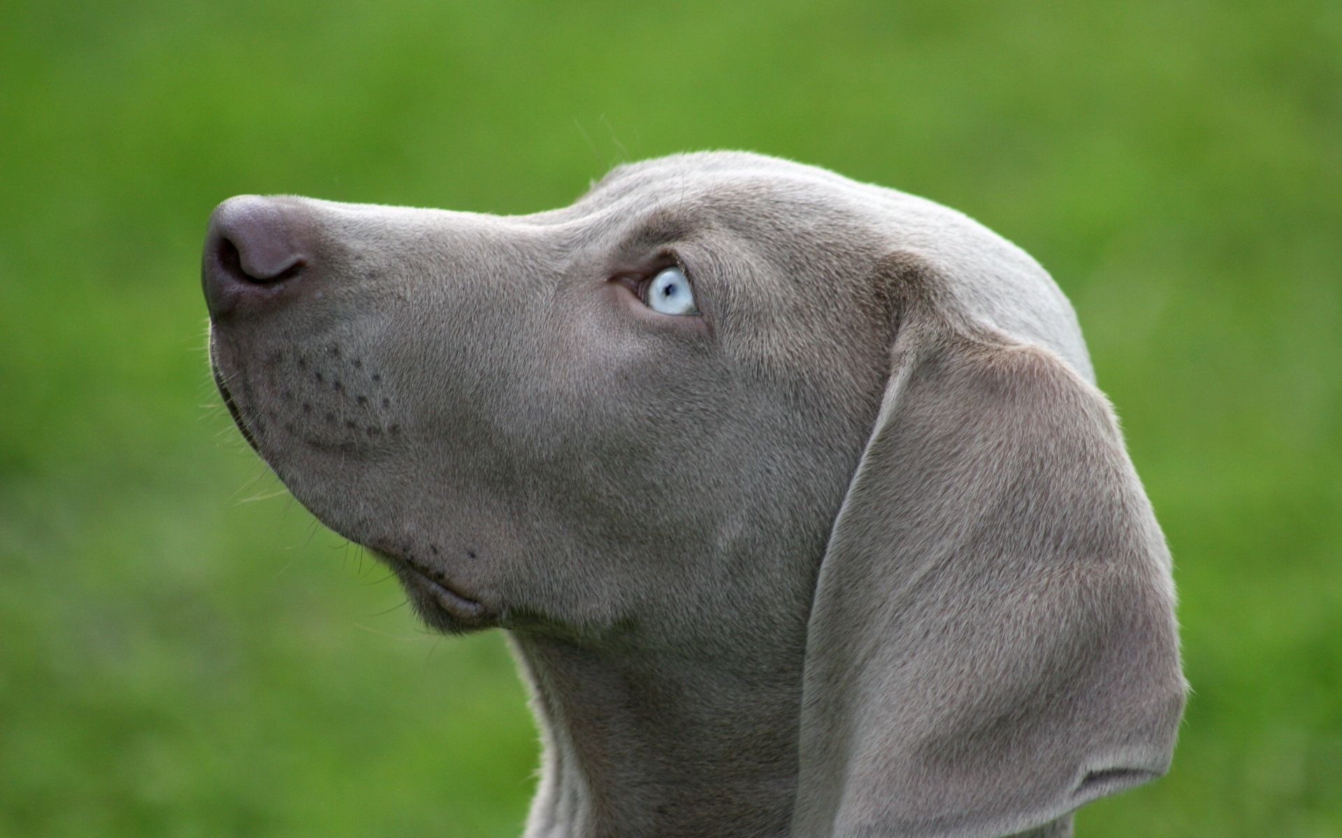 Free HD animals, dog, muzzle, profile, blue eyed