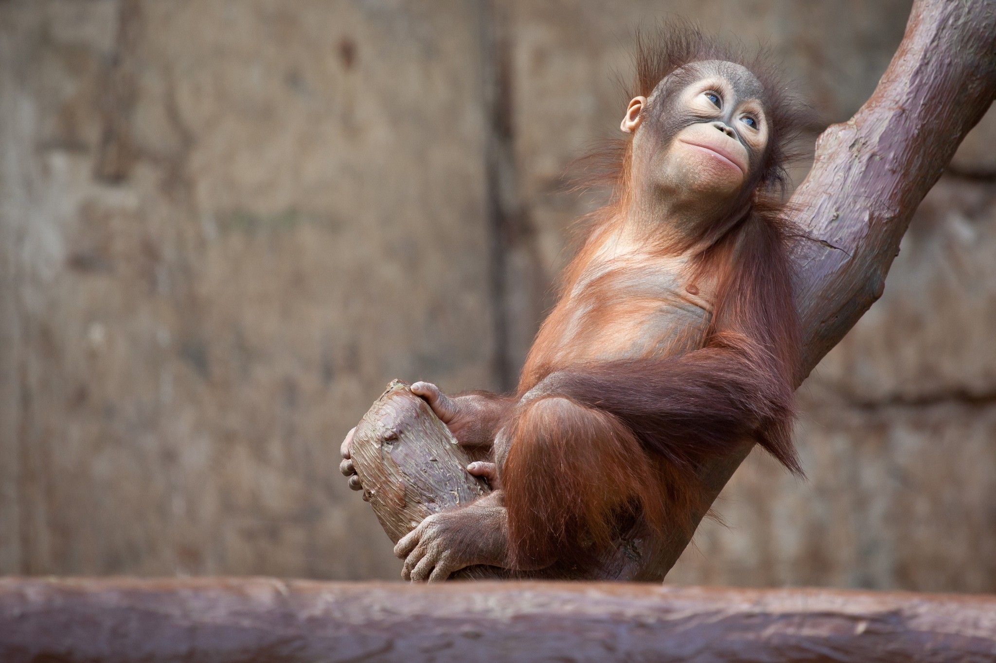 animals, orangutan, monkey, tree HD Phone wallpaper