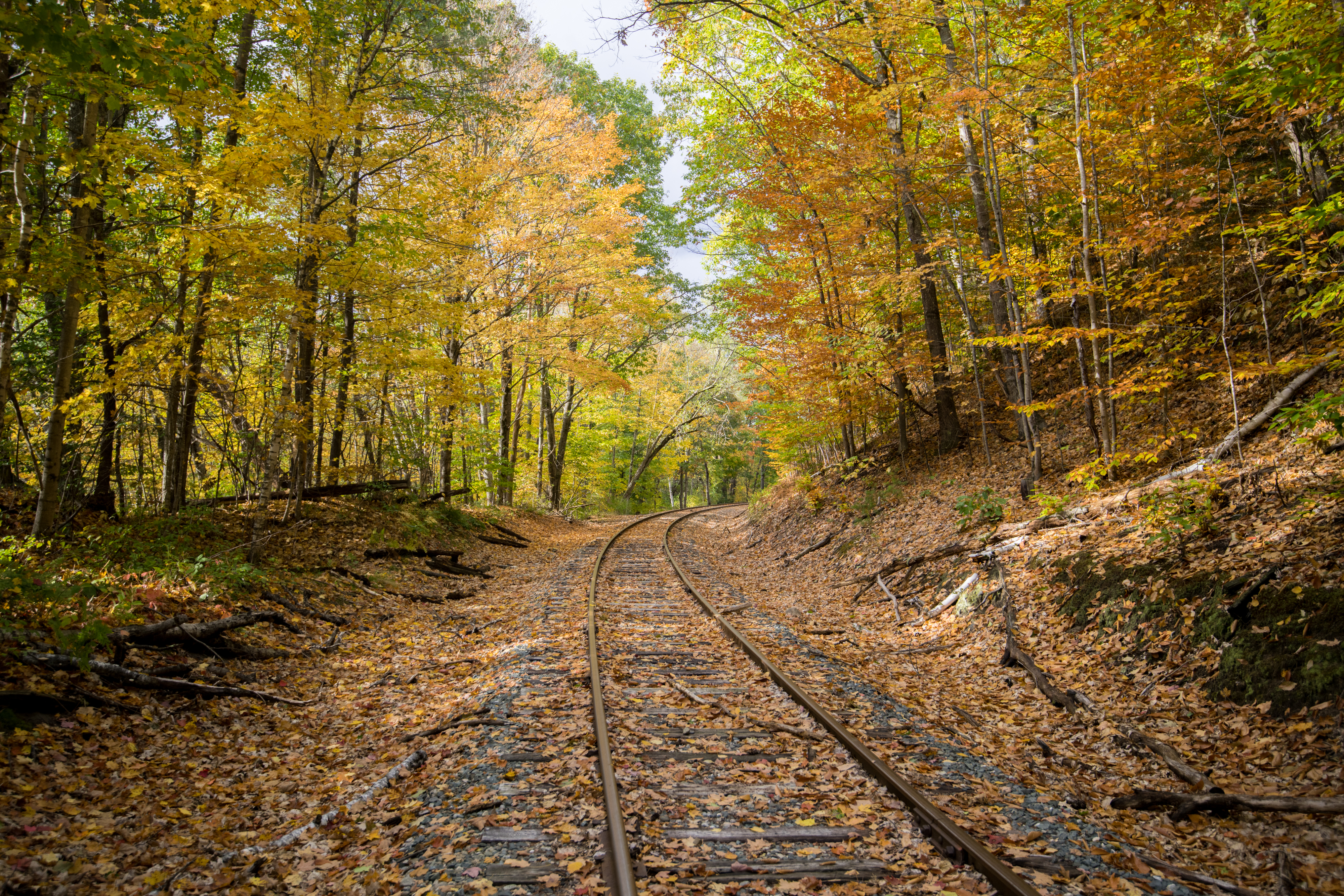 Widescreen image rails, trees, nature, autumn