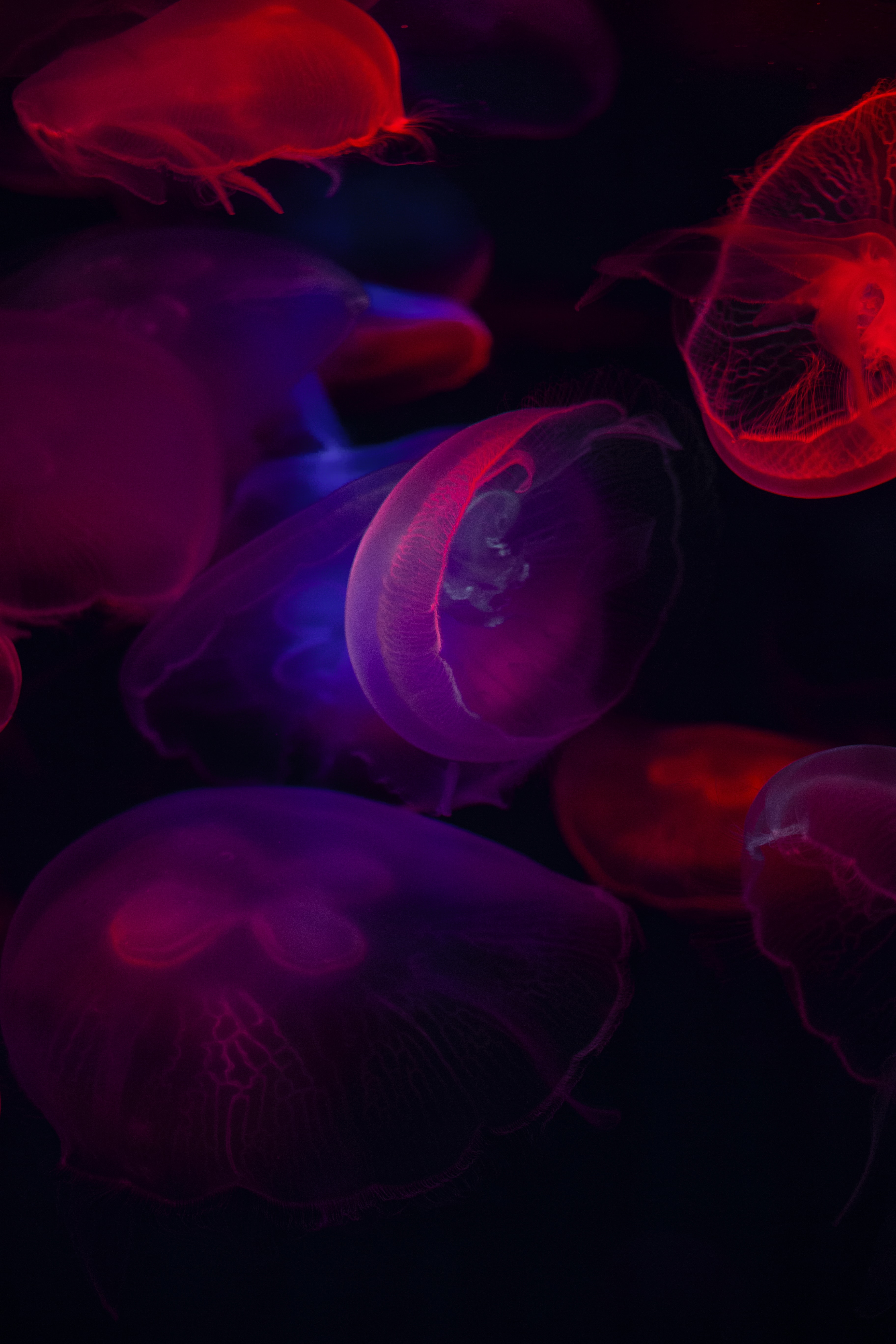 104977 Bildschirmschoner und Hintergrundbilder Jellyfish auf Ihrem Telefon. Laden Sie tiere, sea, jellyfish, transparent, dunkel, unterwasserwelt Bilder kostenlos herunter