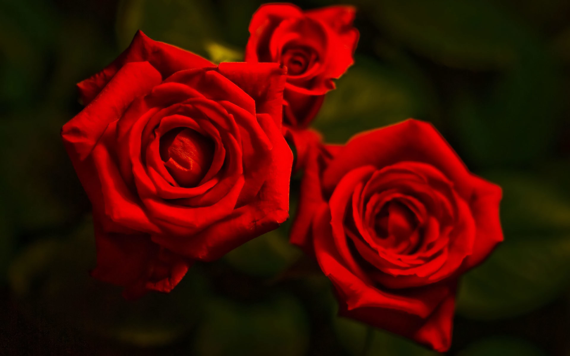 Бархатные розы на темном фоне