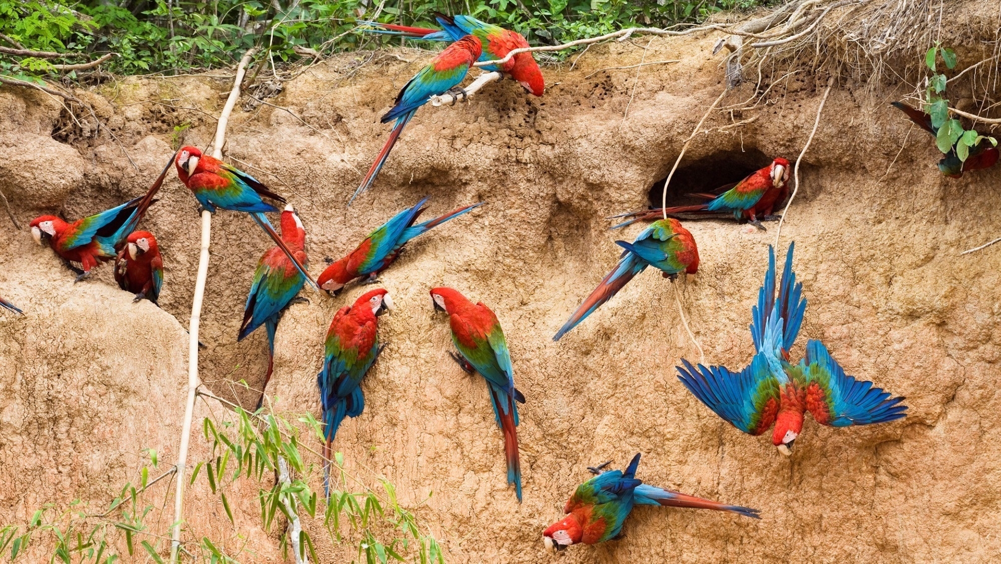 parrots, animals, birds, wall, flight, flock, lodging, accommodation cellphone