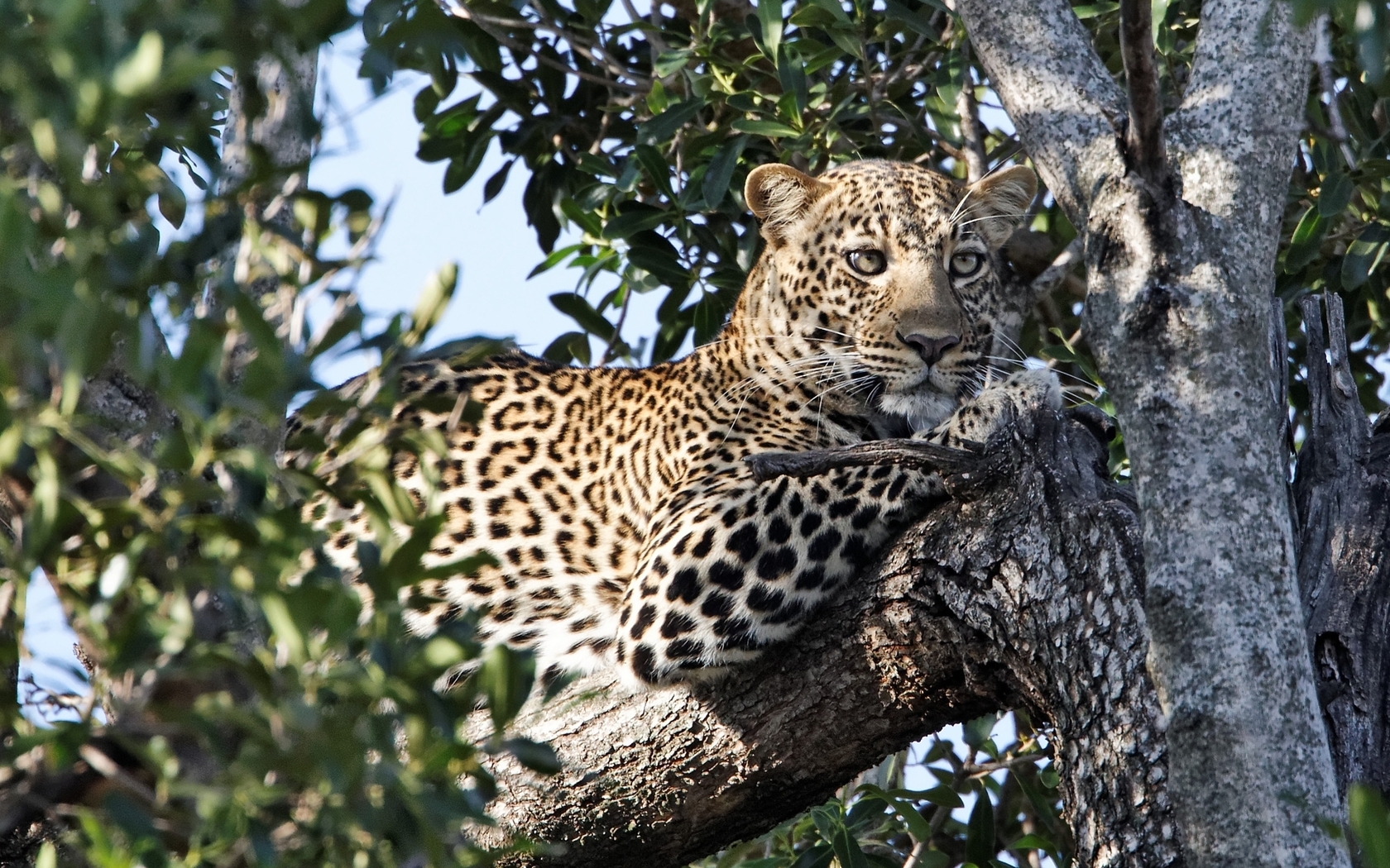 Free HD animals, leopards