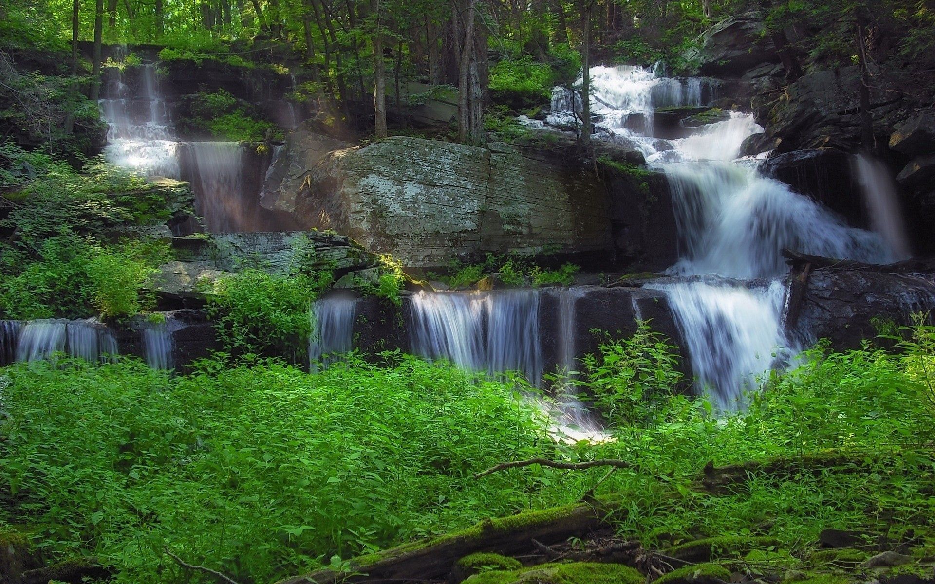 nature, waterfall, forest, vegetation HD wallpaper