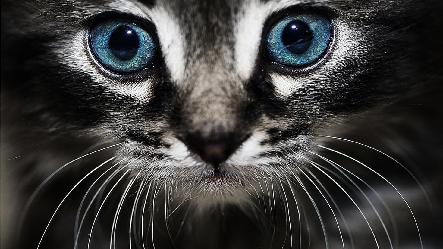 Красивые кошачьи глаза
