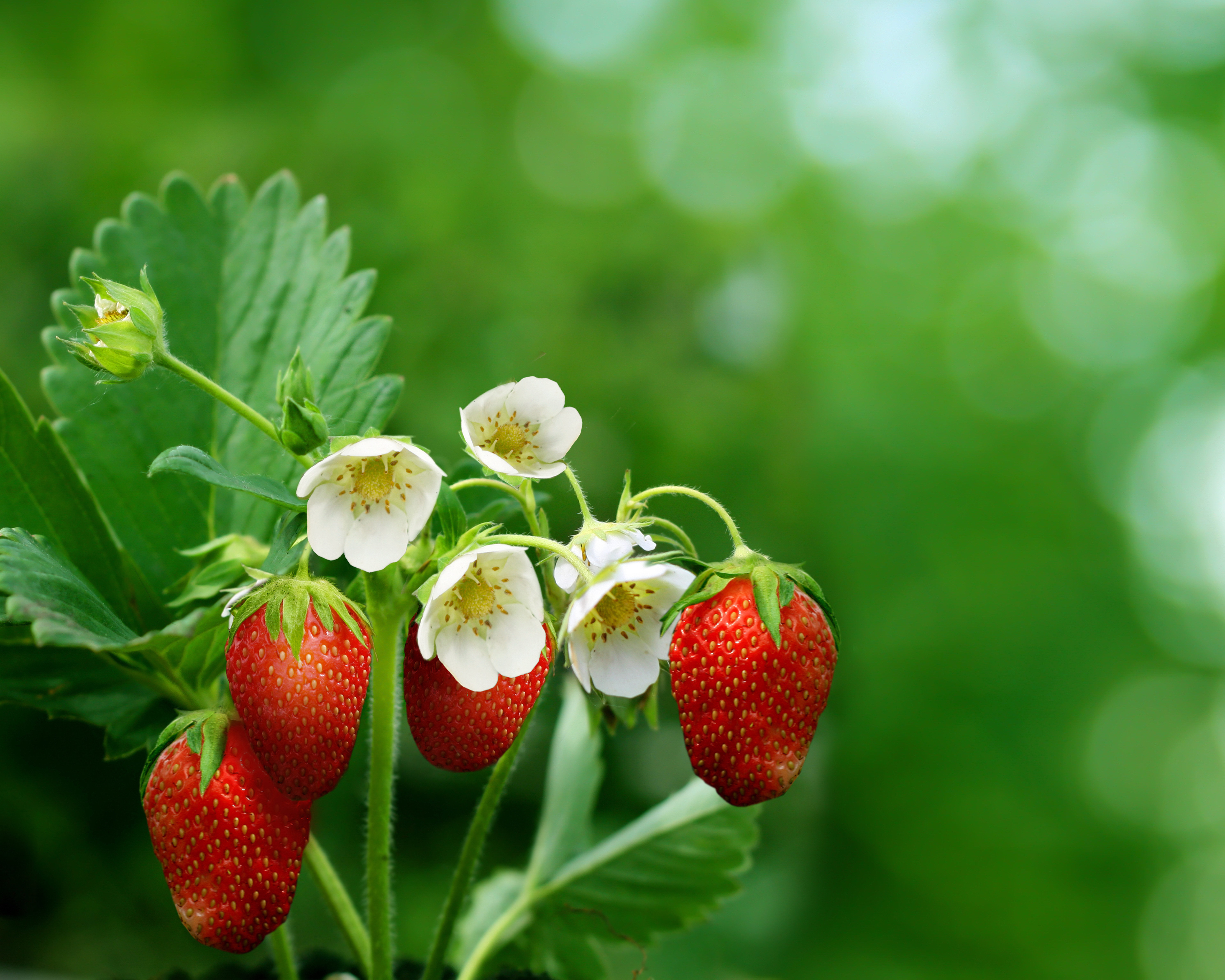 flowers, ripe, strawberry, berries, food, blur, smooth 8K