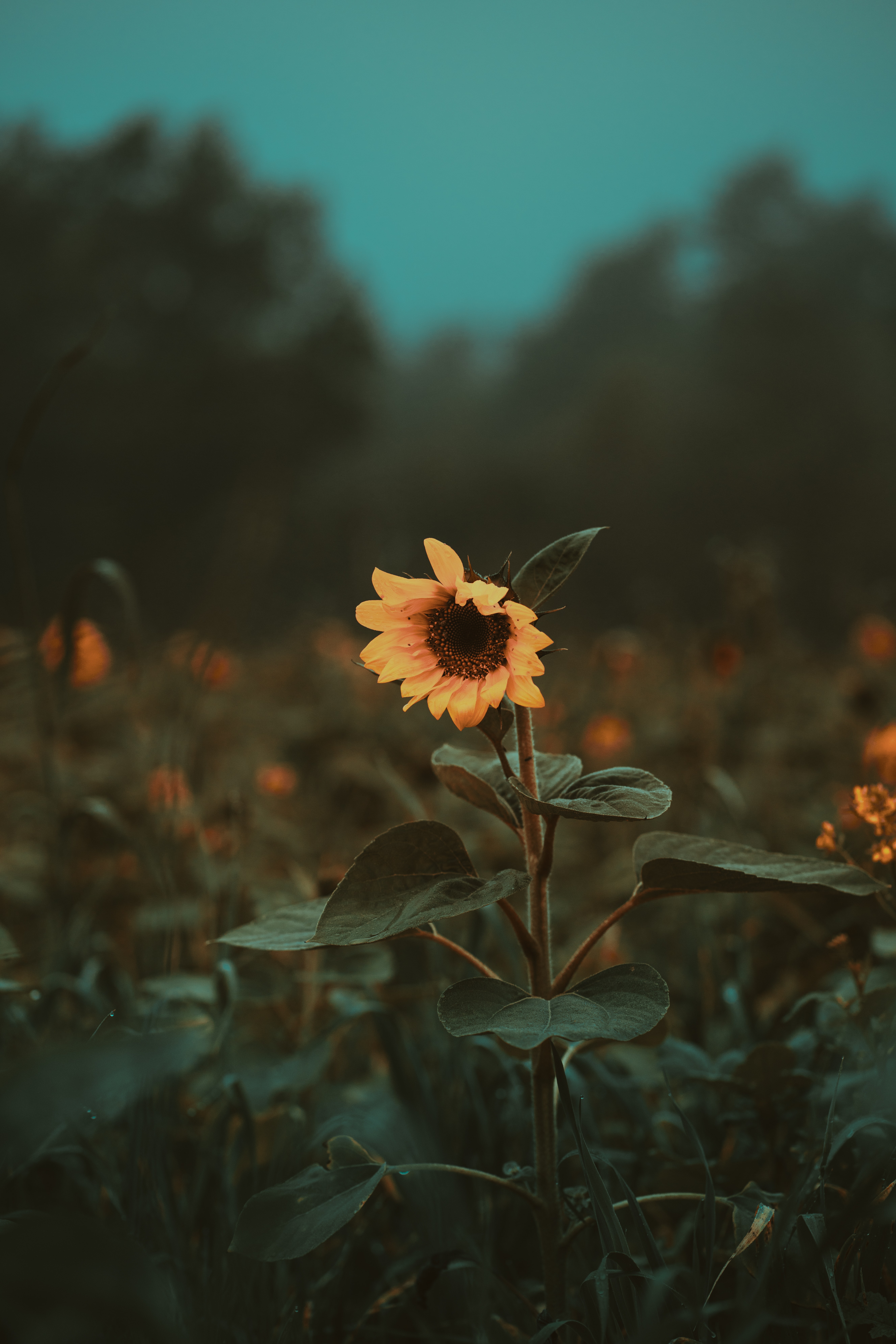131621 Hintergrundbilder und Sonnenblume Bilder auf dem Desktop. Laden Sie blumen, pflanze, blühen, blühenden Bildschirmschoner kostenlos auf den PC herunter