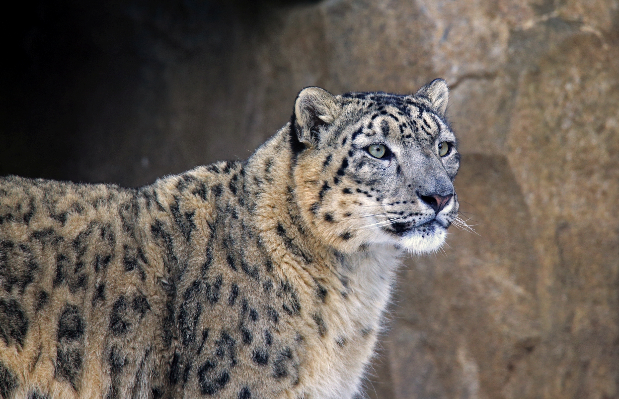 Free HD muzzle, animals, snow leopard, predator, irbis