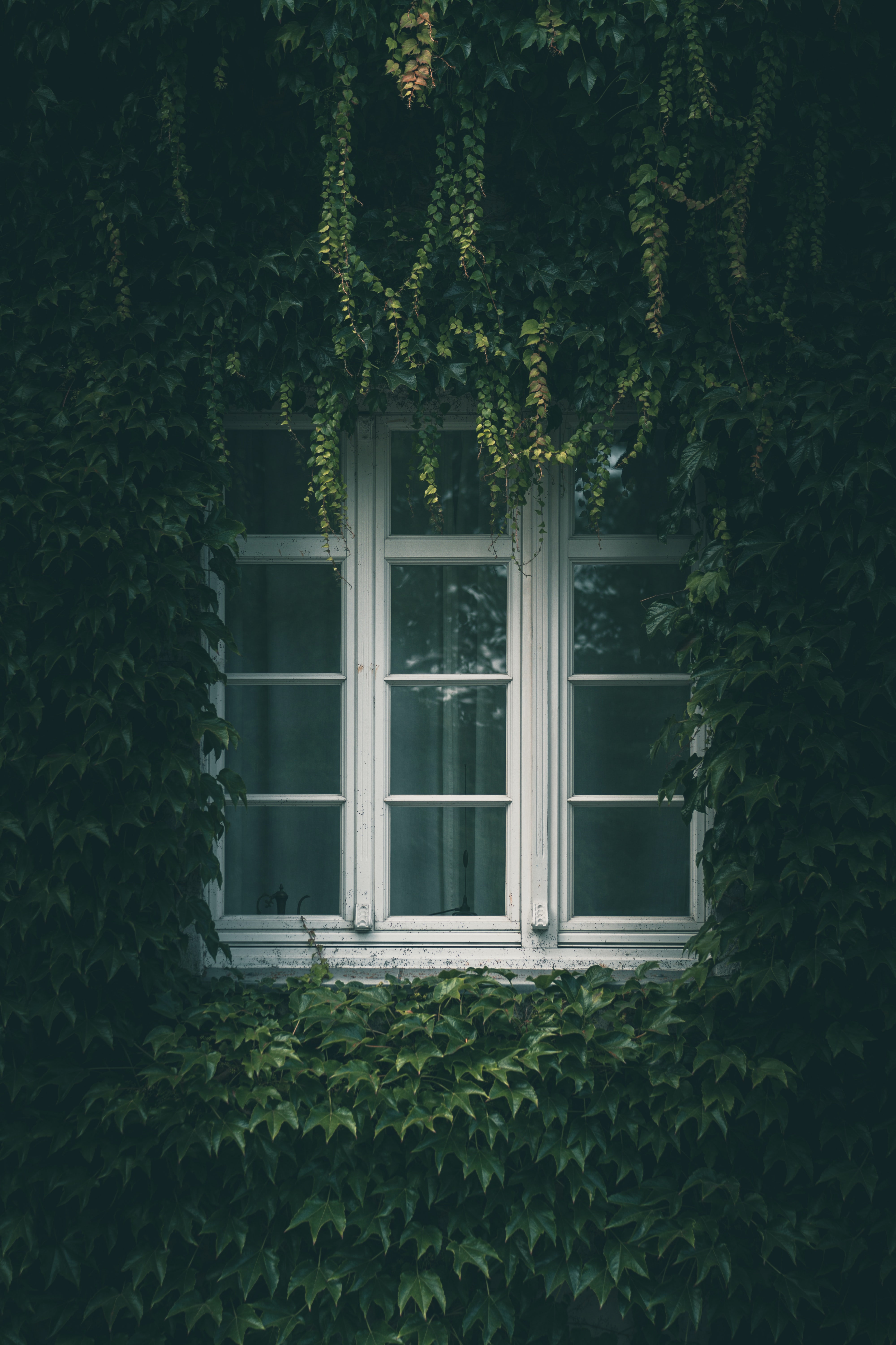Mobile wallpaper branches, miscellanea, leaves, miscellaneous, window, ivy