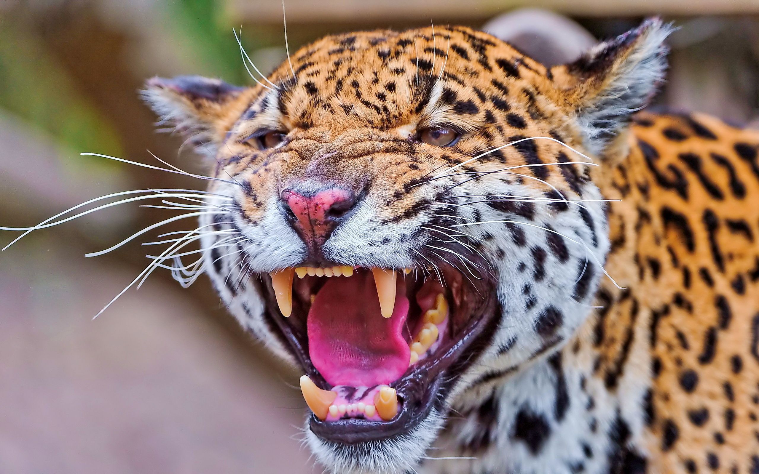 animals, jaguar, grin, muzzle, anger