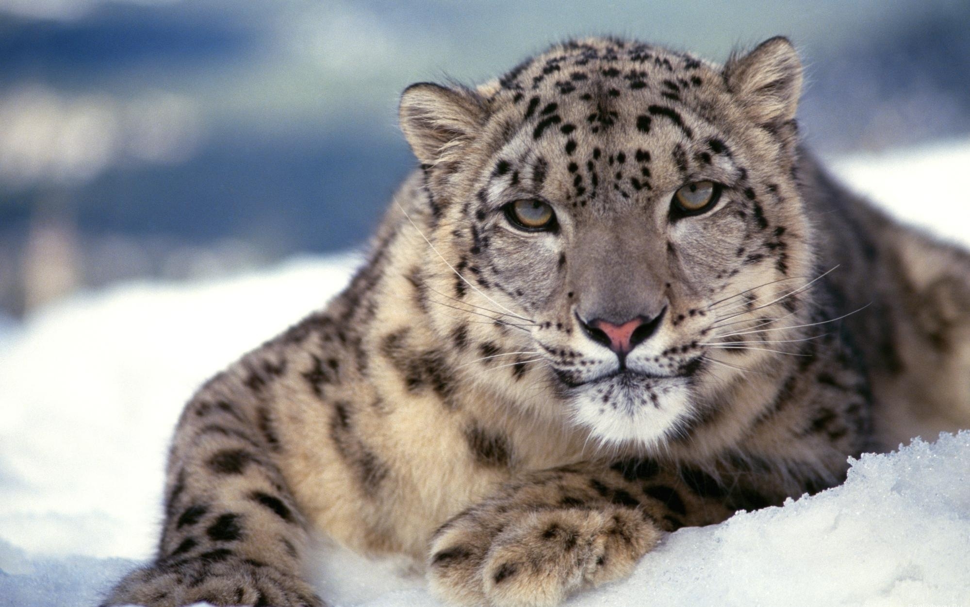 51796 Hintergrundbild herunterladen tiere, schneeleopard, schnee, schnauze, raubtier, predator, nett, schatz - Bildschirmschoner und Bilder kostenlos