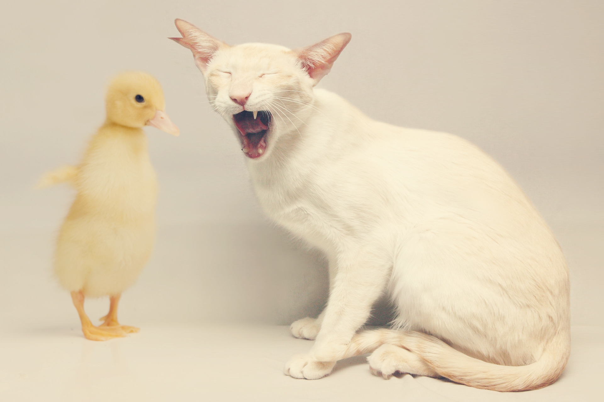 Friendship cat, white, duck, animals Free Stock Photos