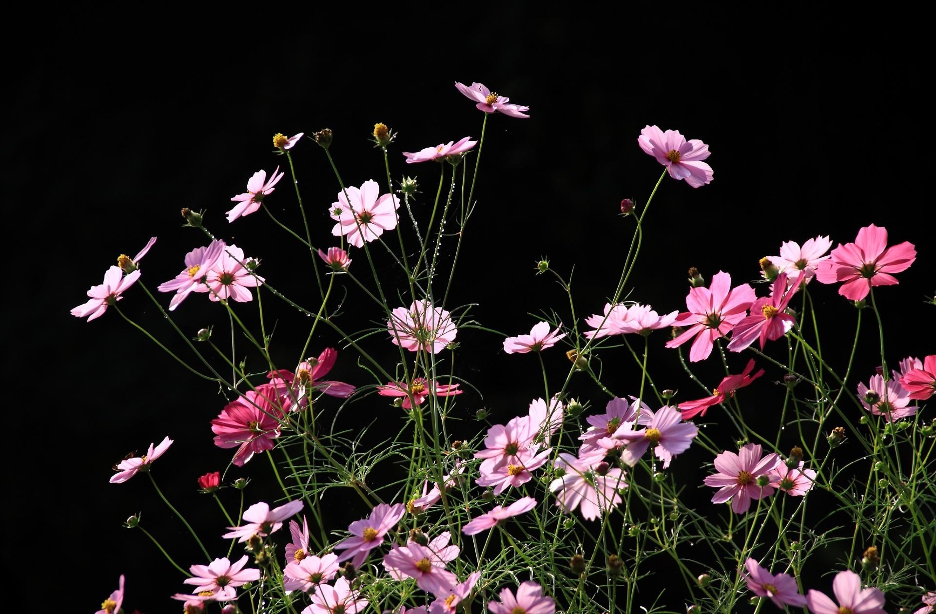 64757 download wallpaper black background, flowers, kosmeya, cosmos screensavers and pictures for free
