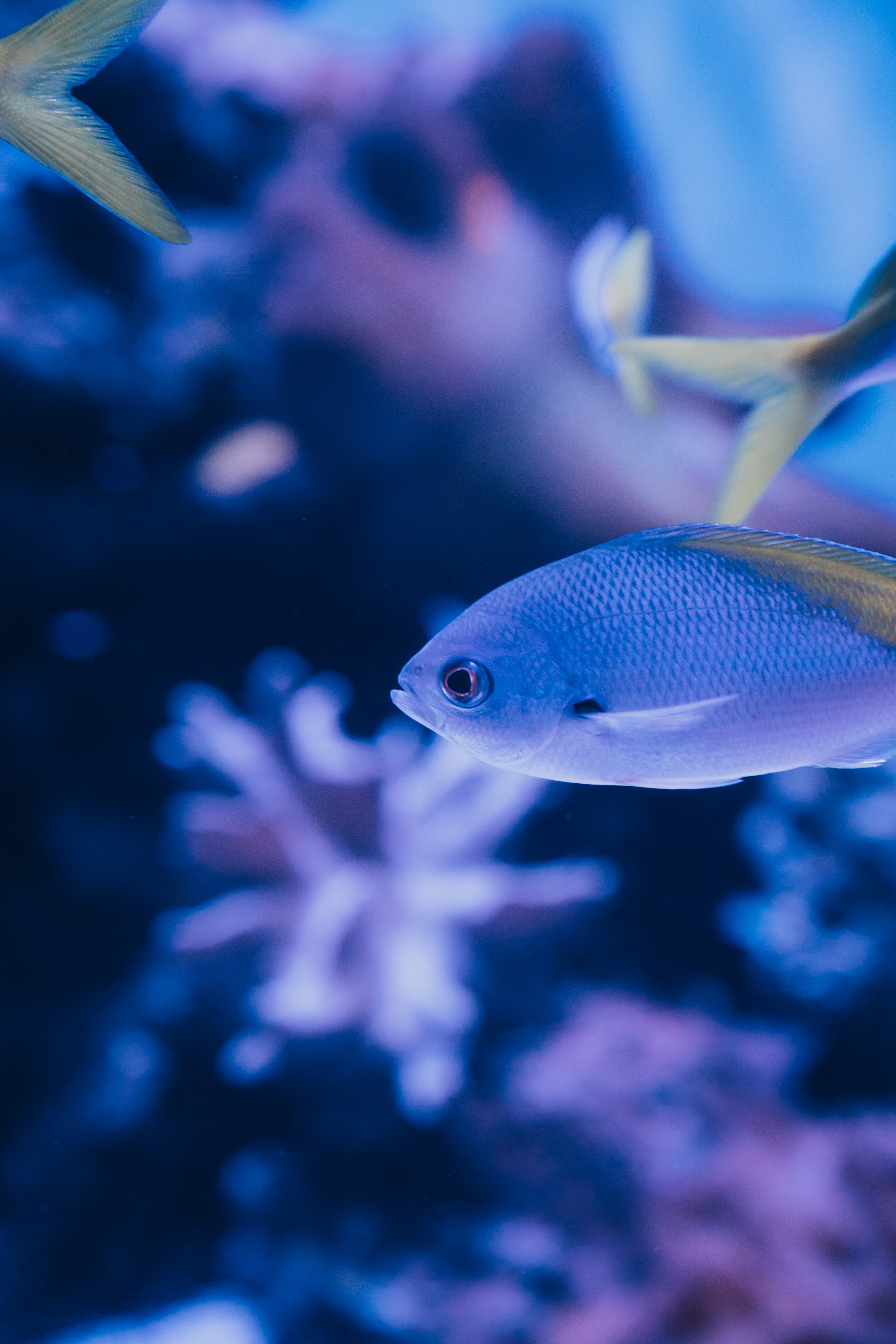Free Fish Stock Wallpapers