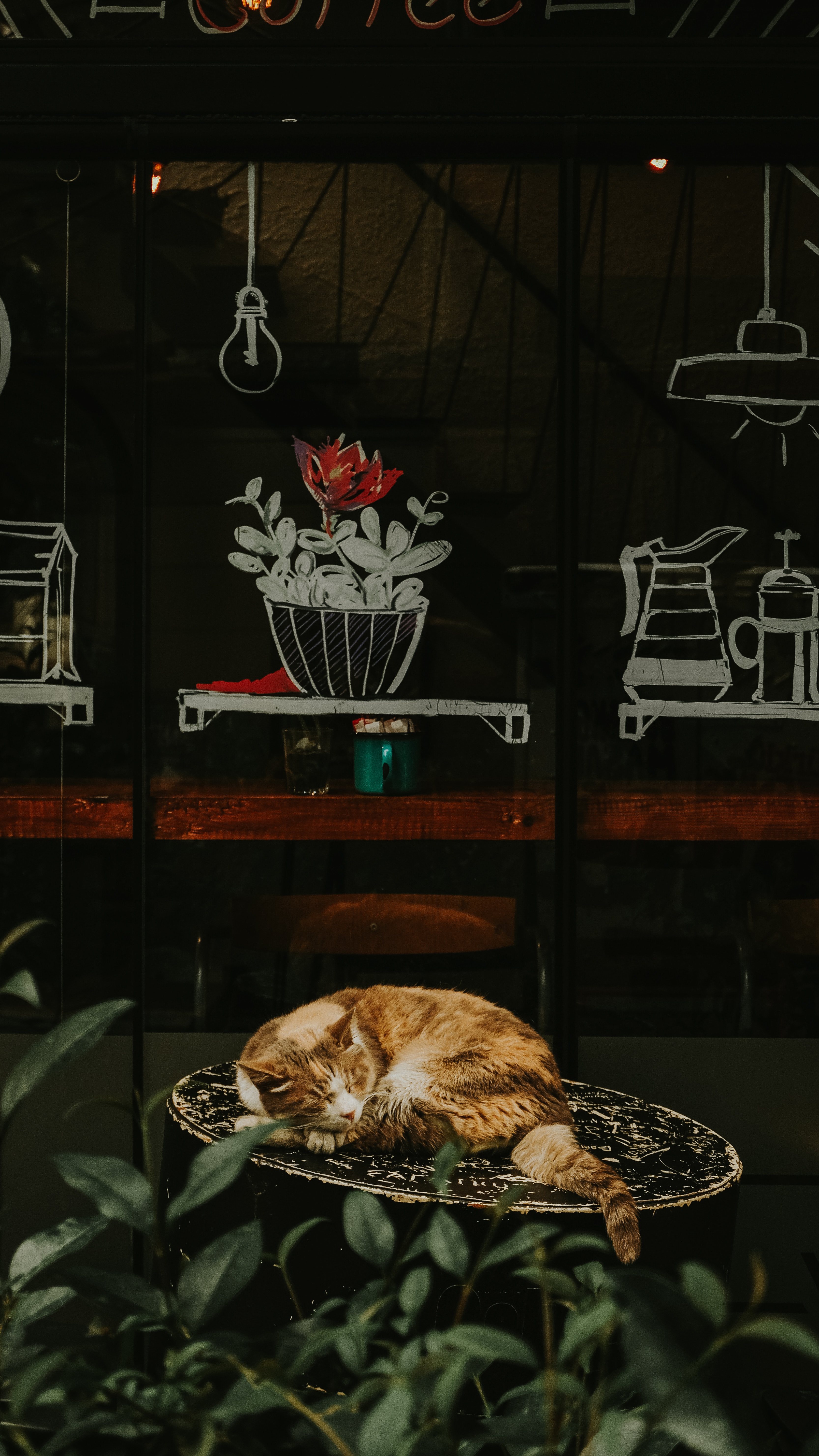 94854 download wallpaper animals, red, flower, cat, chair, redhead, showcase, asleep, sleeps screensavers and pictures for free