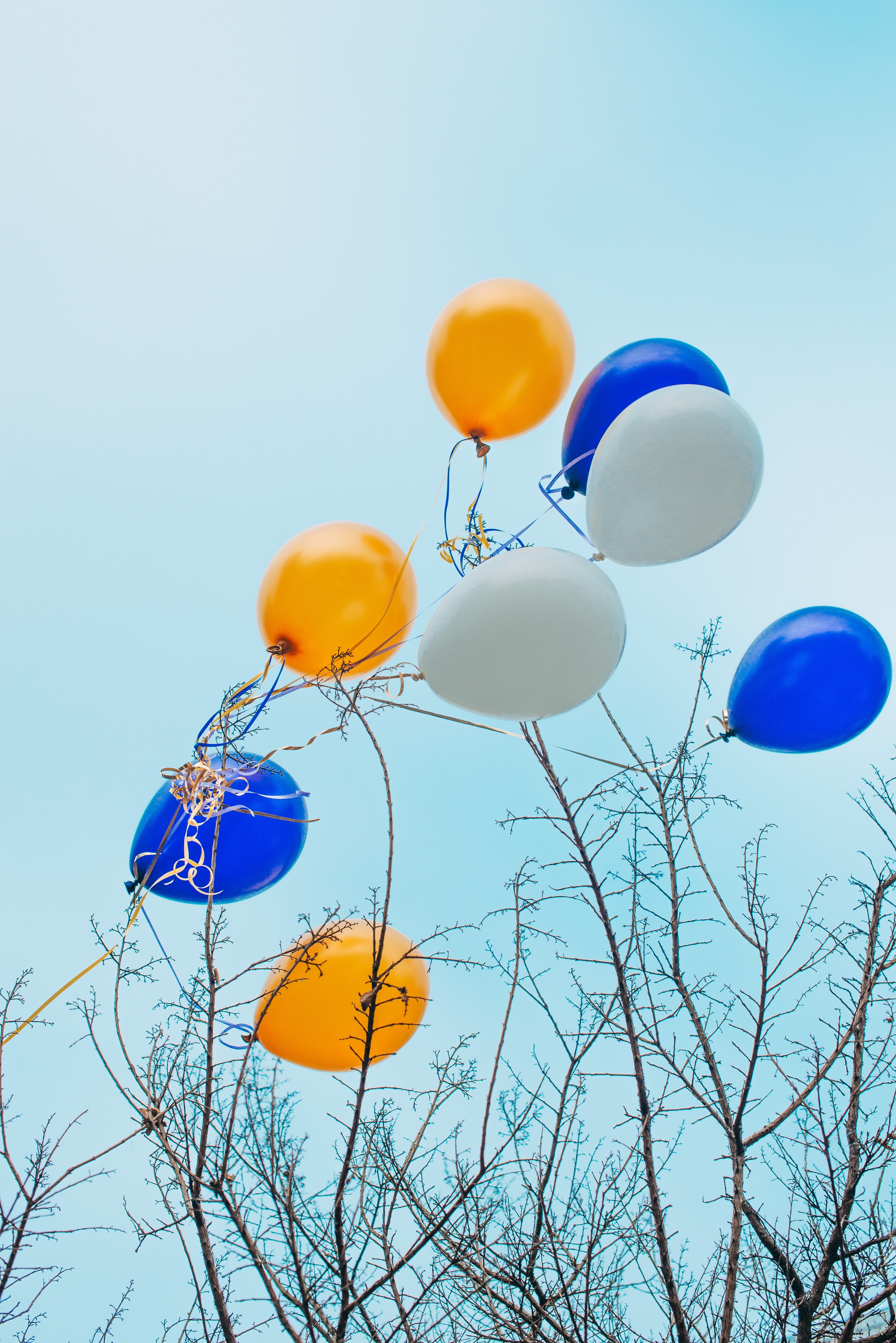 balloons, miscellaneous, sky, miscellanea, wood, multicolored, motley, tree, branches