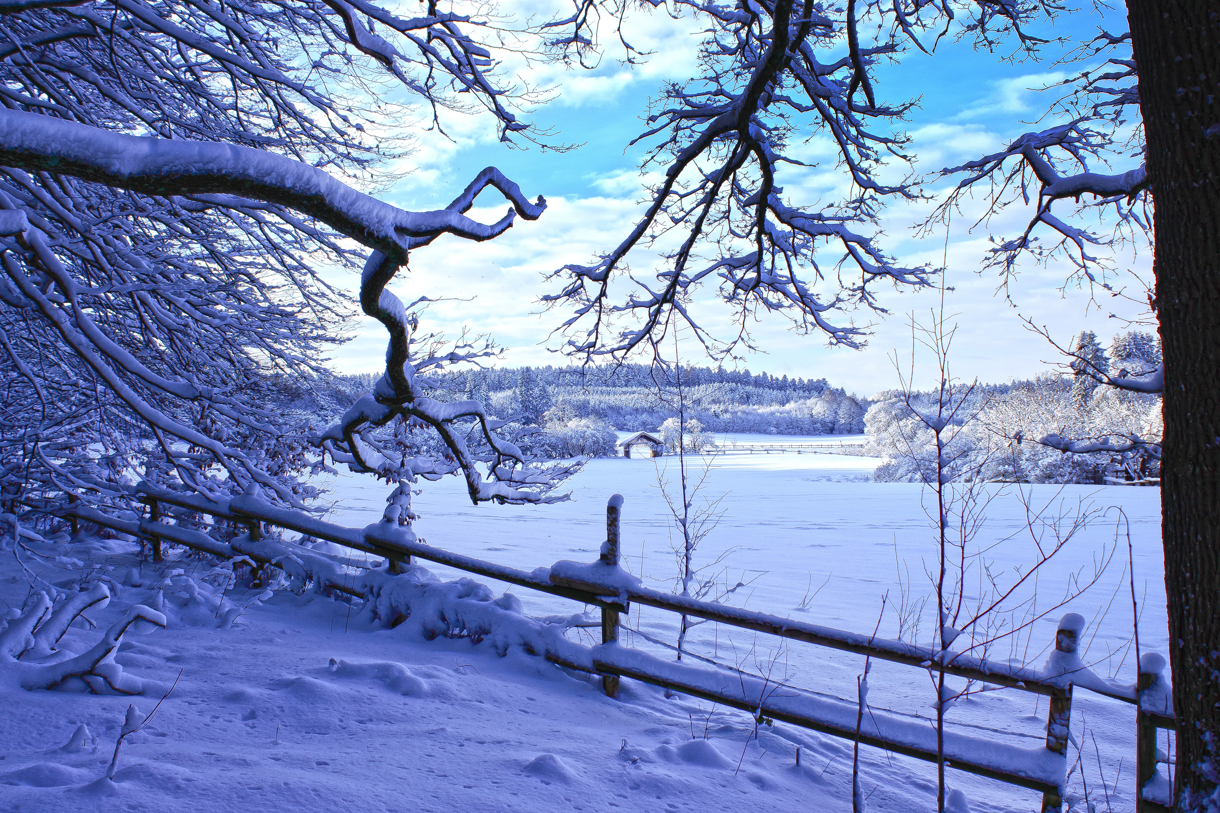 winter, nature, snow, branches, fence, winter landscape