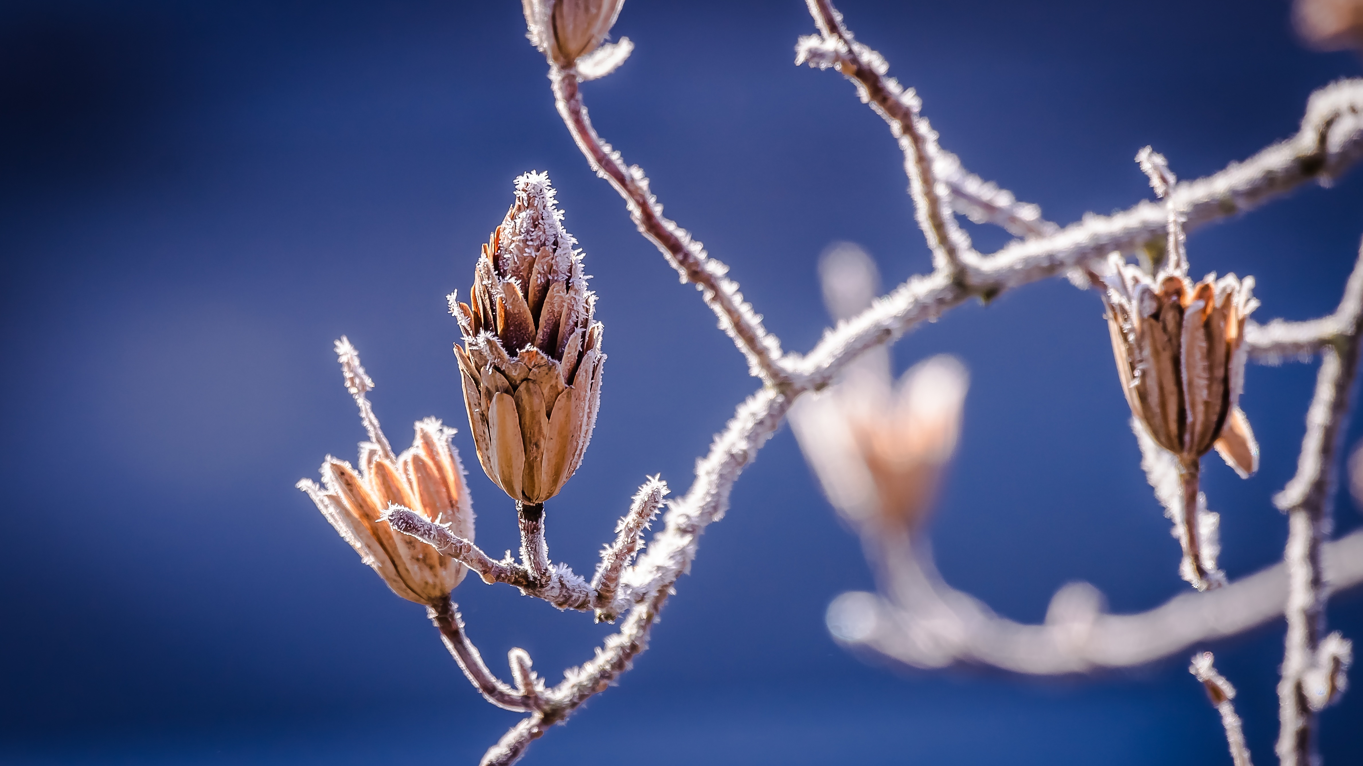 hoarfrost, flowers, branches, nature 4K iPhone