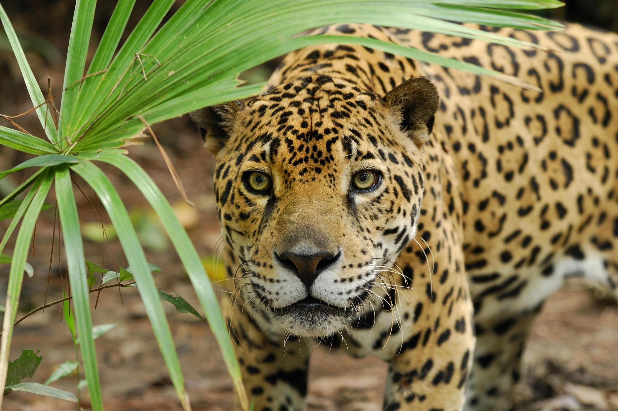 127550 Bild herunterladen tiere, blätter, jaguar, pflanze, sicht, meinung - Hintergrundbilder und Bildschirmschoner kostenlos
