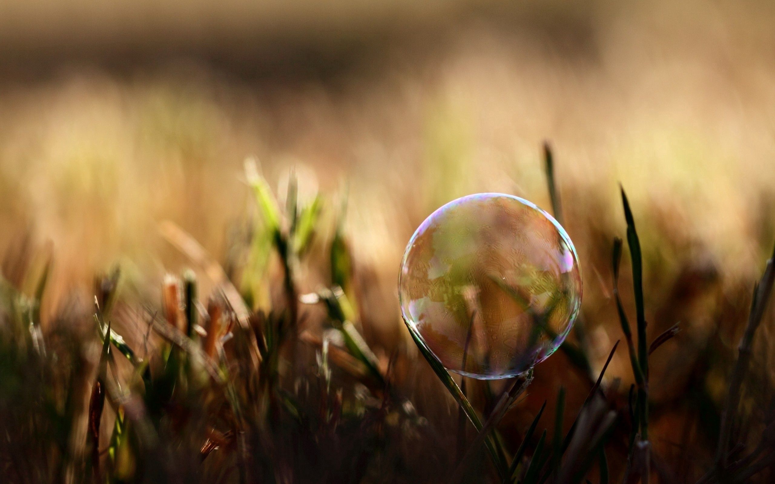 grass, macro, glare, moisture, bubble Full HD