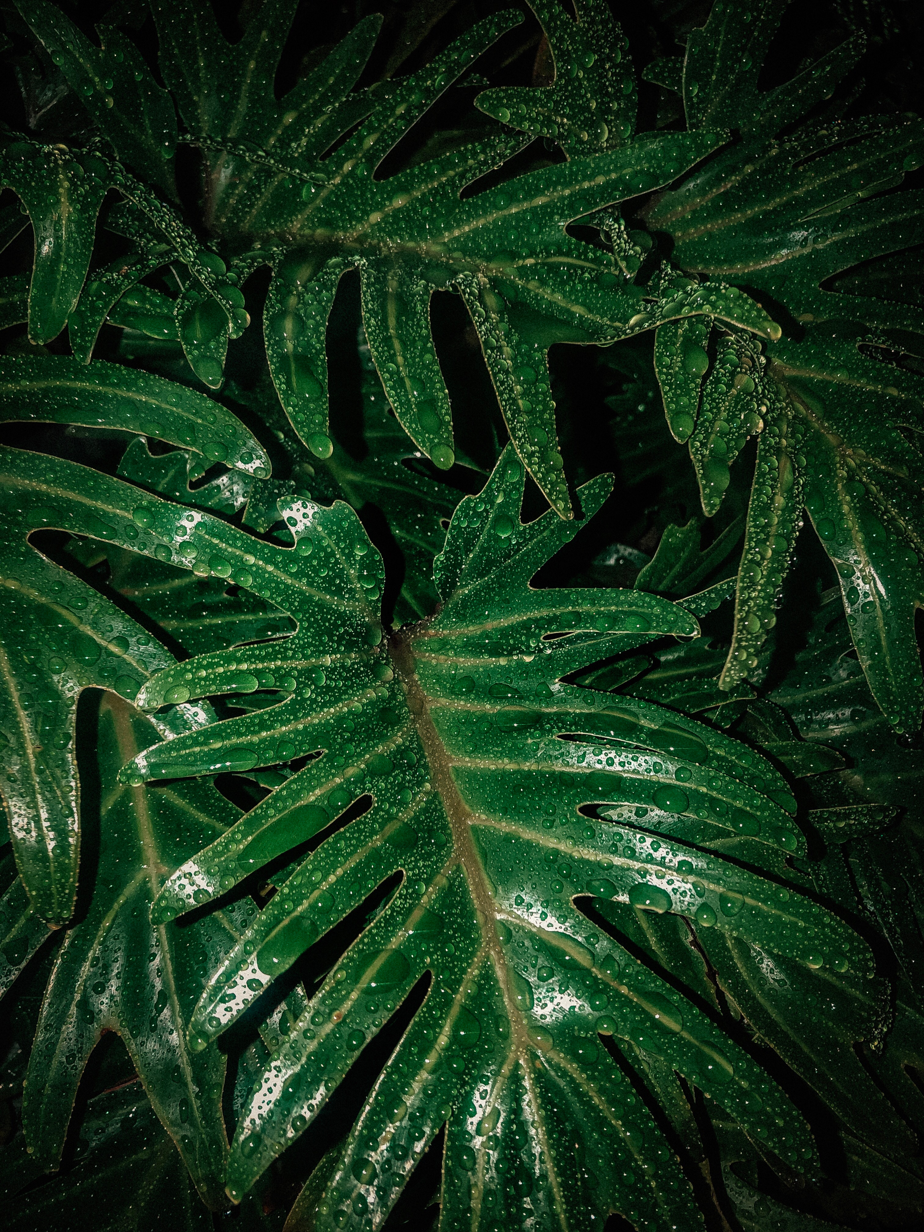 wet, drops, humid, green Ultrawide Wallpapers