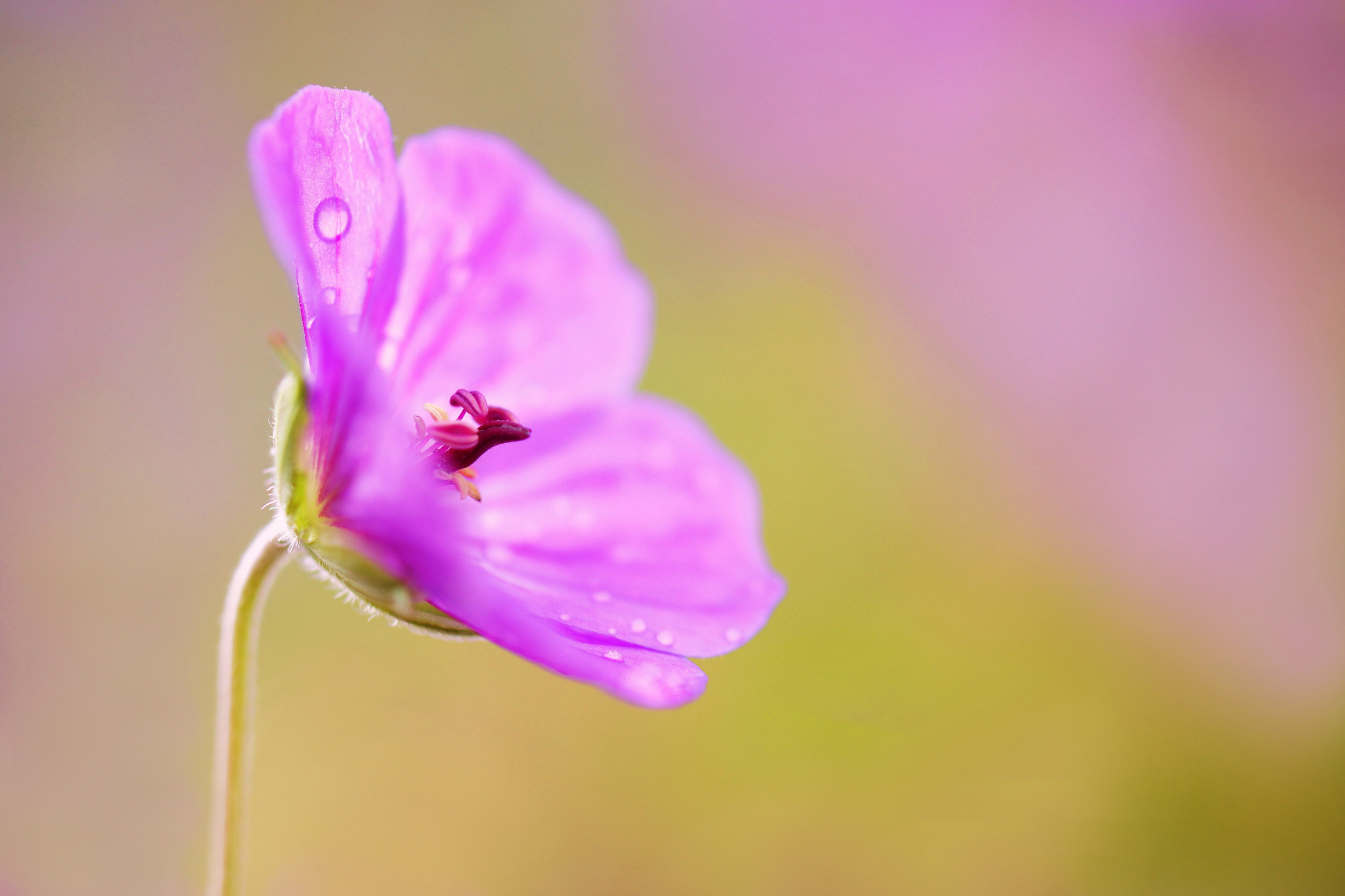 earth, geranium, close up, flower, nature, pink flower, flowers Full HD
