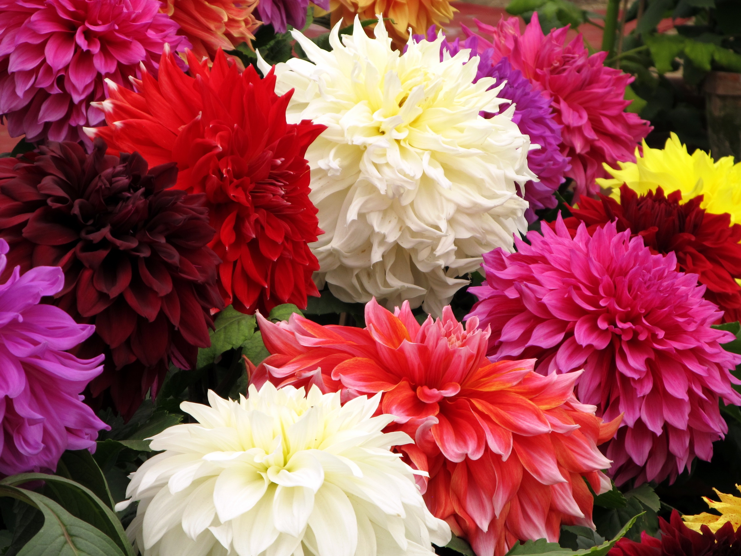 flowers, bouquet, bright, close up, dahlias, different Full HD