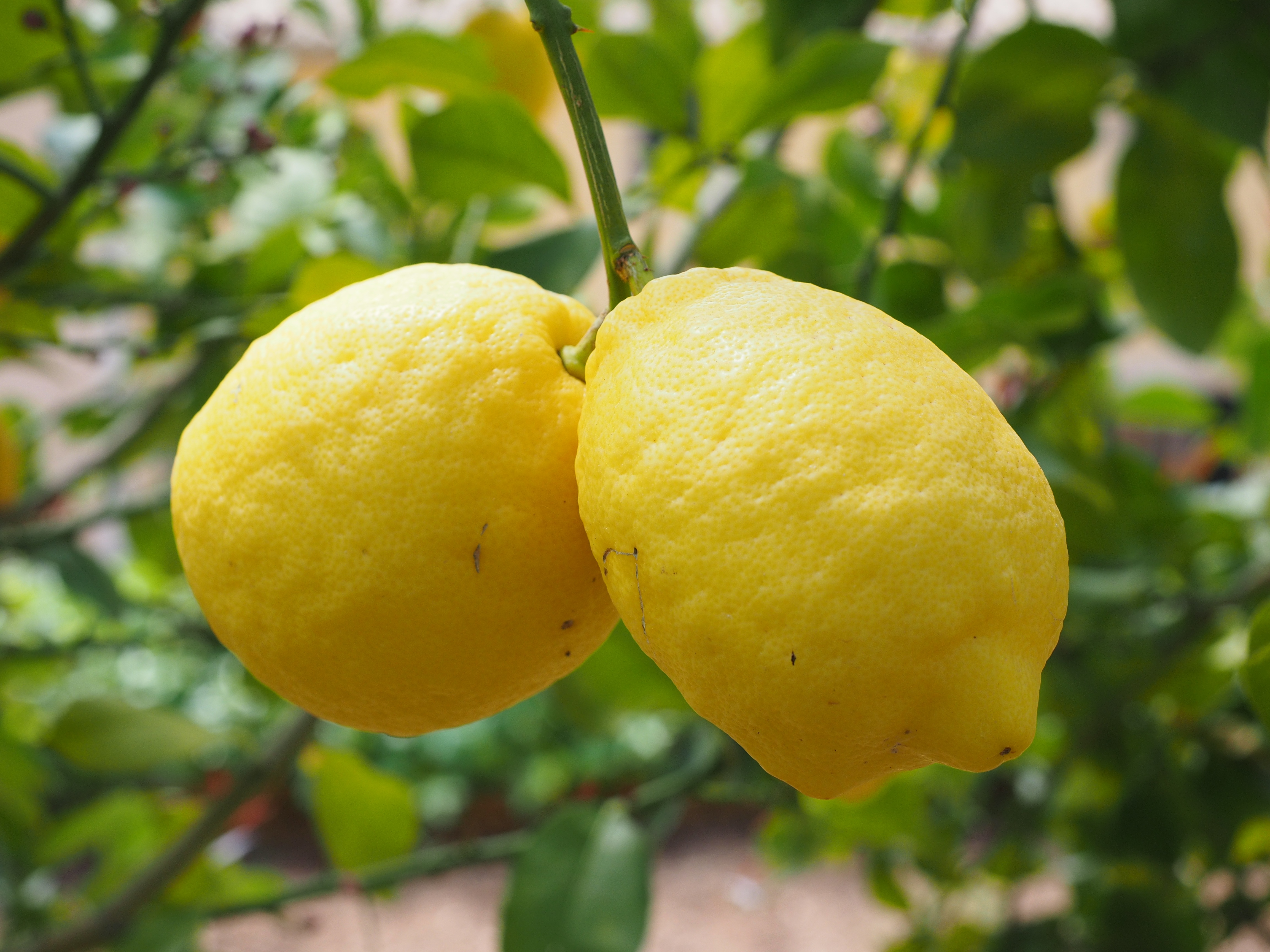 83702 download wallpaper food, lemons, branch, fruit, citrus screensavers and pictures for free