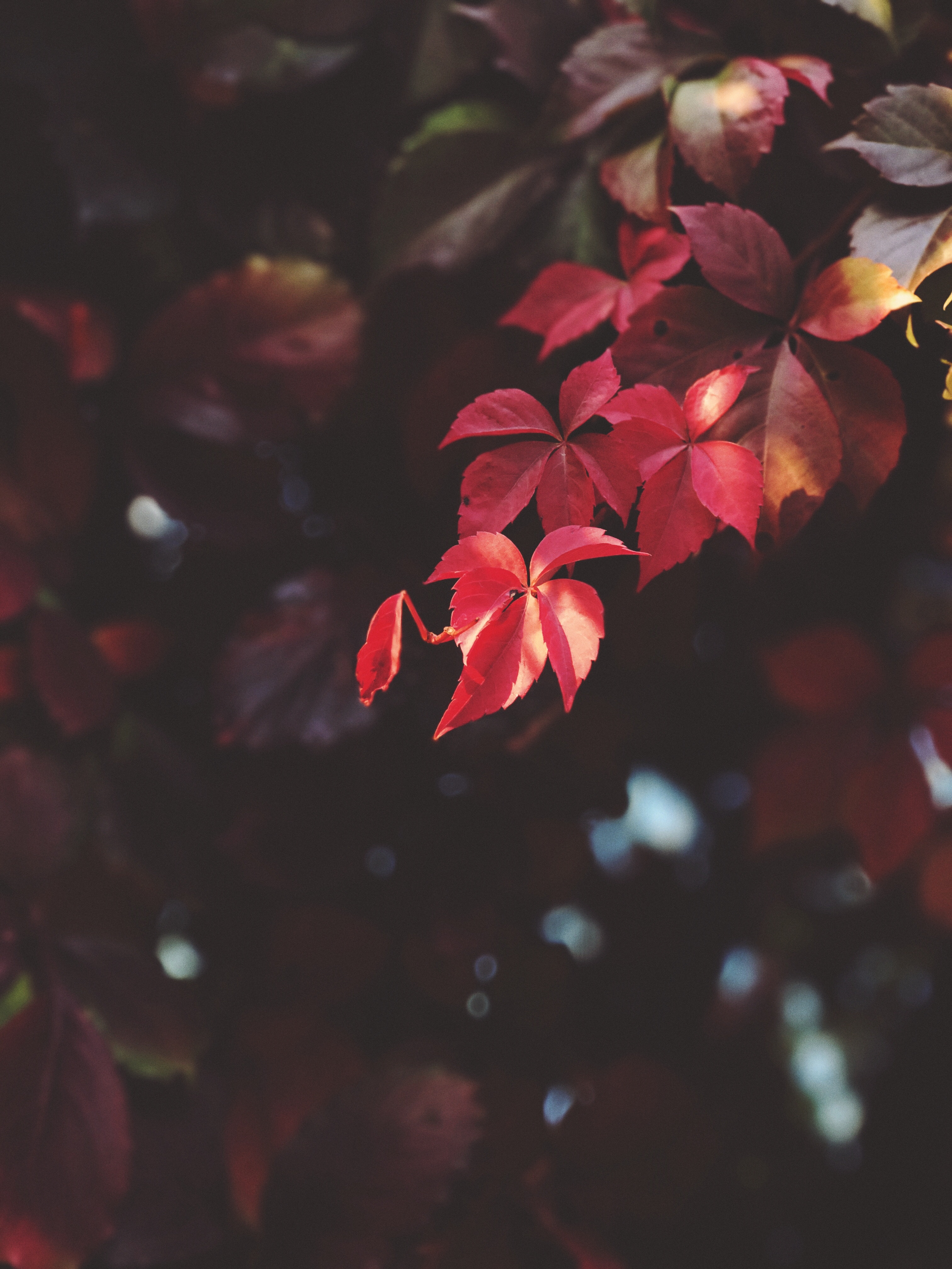 96807 download wallpaper leaves, plant, macro, blur, smooth, branch screensavers and pictures for free