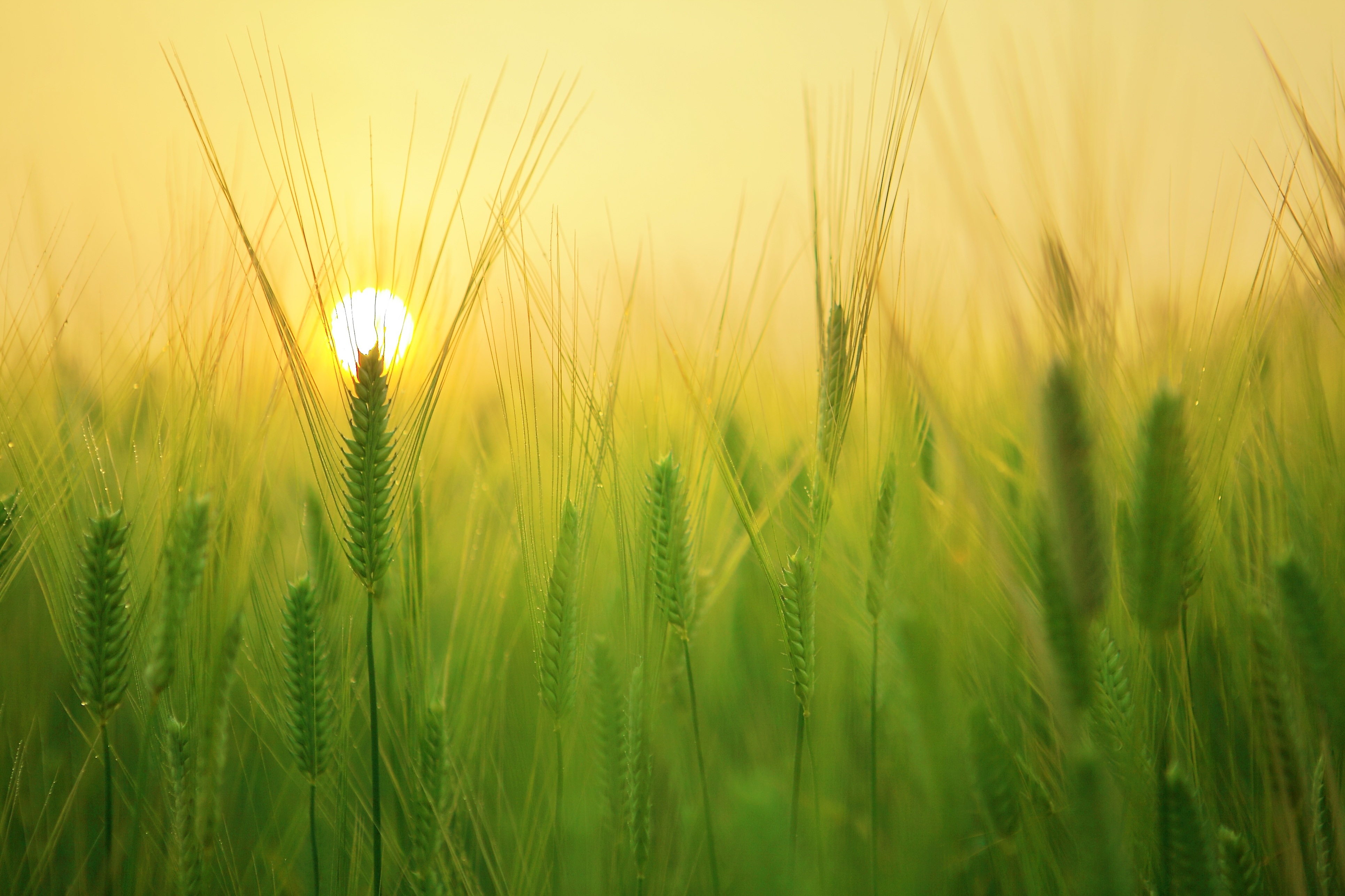 field, nature, sun, barley Full HD