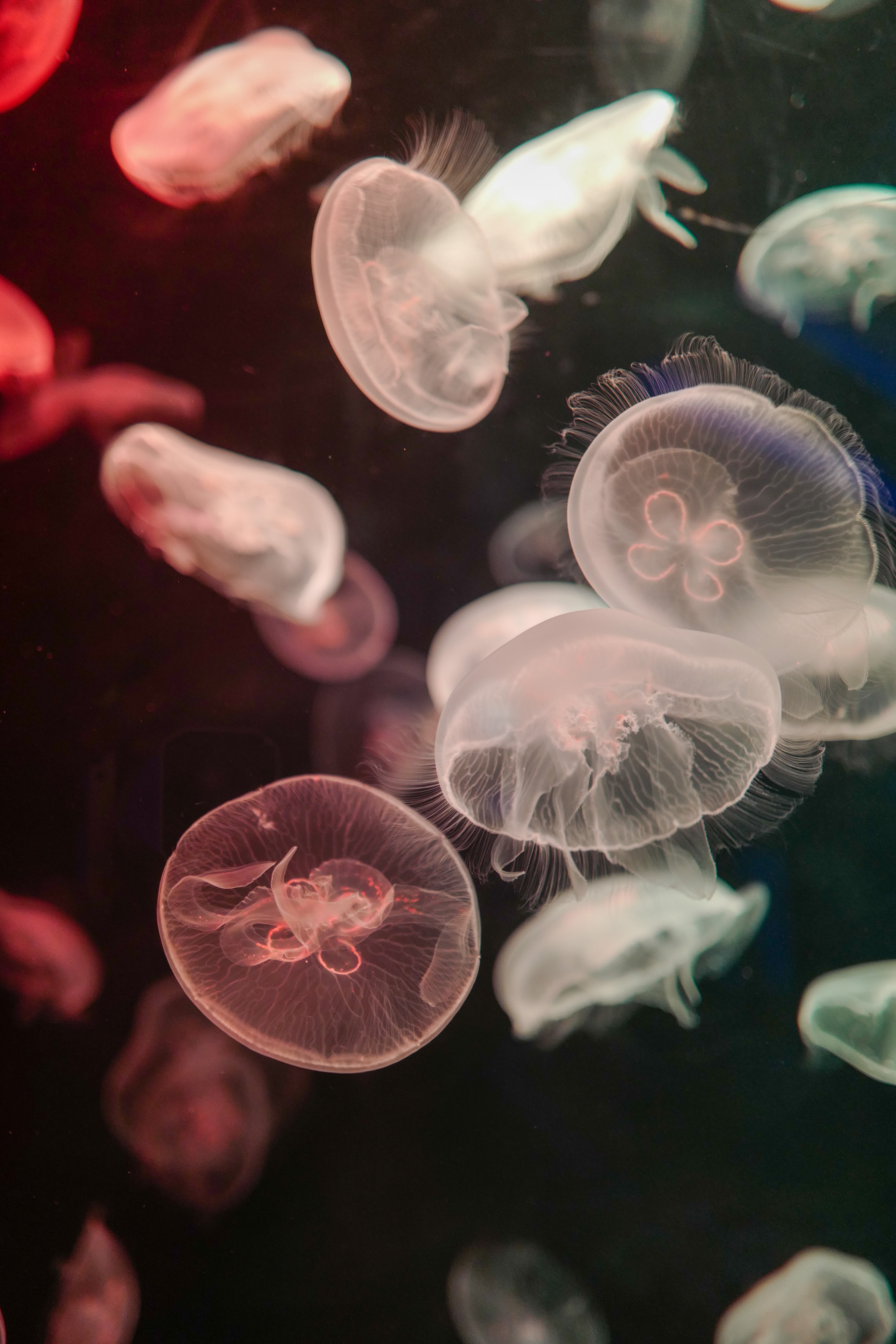 Handy-Wallpaper Tiere, Wasser, Jellyfish, Tentakel, Unterwasser, Klasse kostenlos herunterladen.