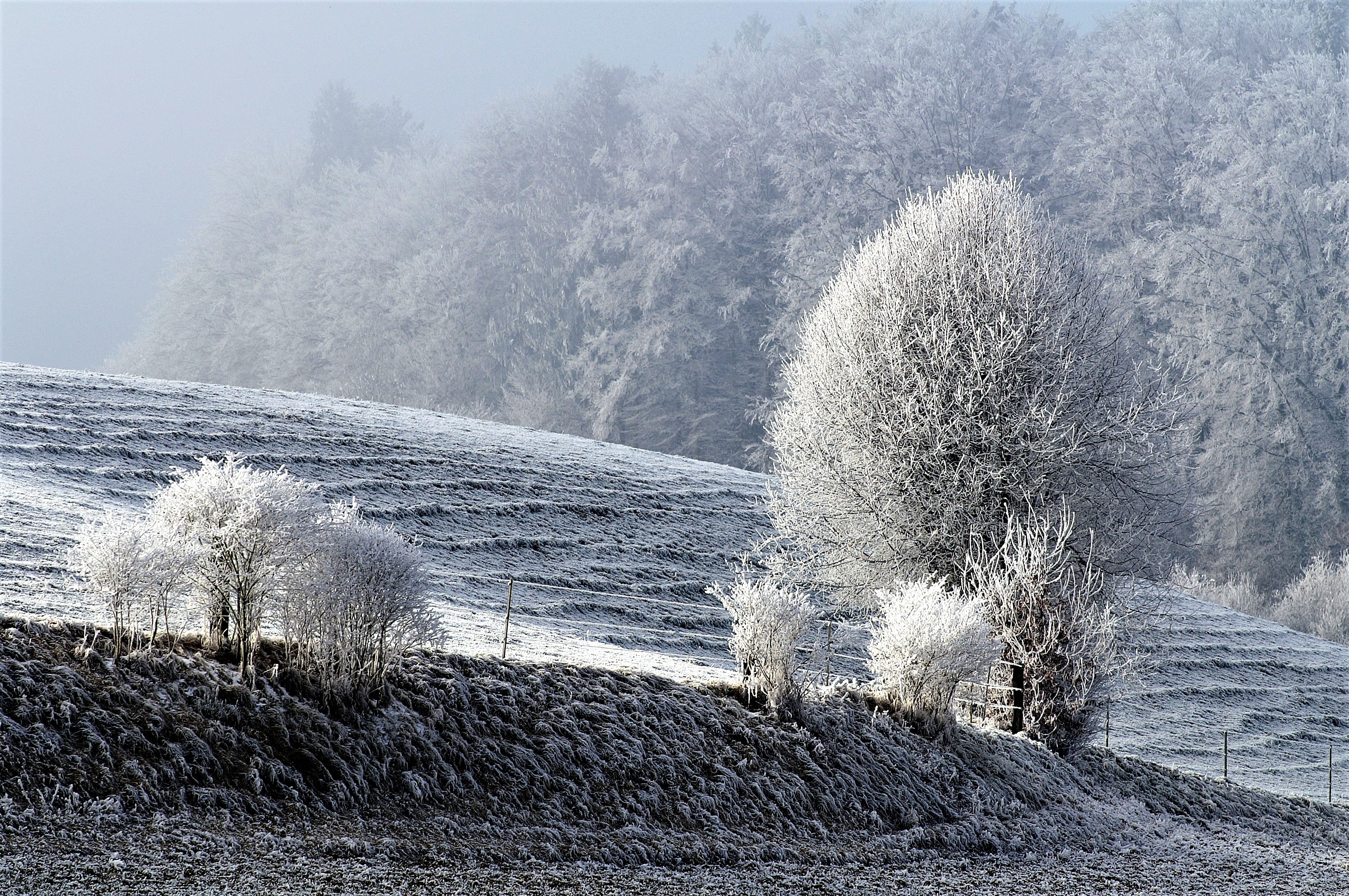 Laden Sie das Winter, Natur, Bäume, Schnee, Feld, Frost, Rauhreif-Bild kostenlos auf Ihren PC-Desktop herunter