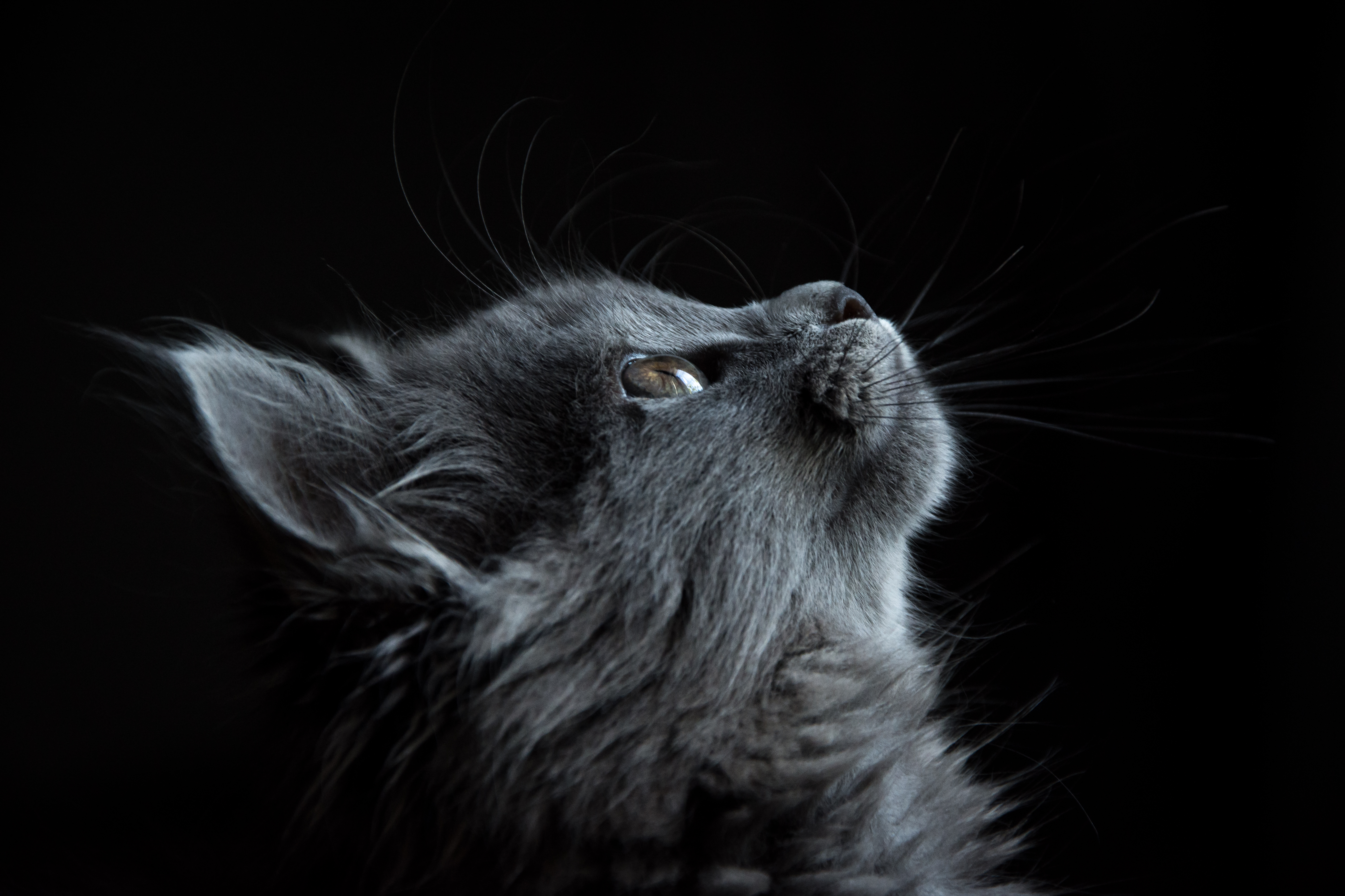 149850 Заставки і шпалери Кішка на телефон. Завантажити тварини, кіт, кішка, морда, чорний фон, профіль картинки безкоштовно