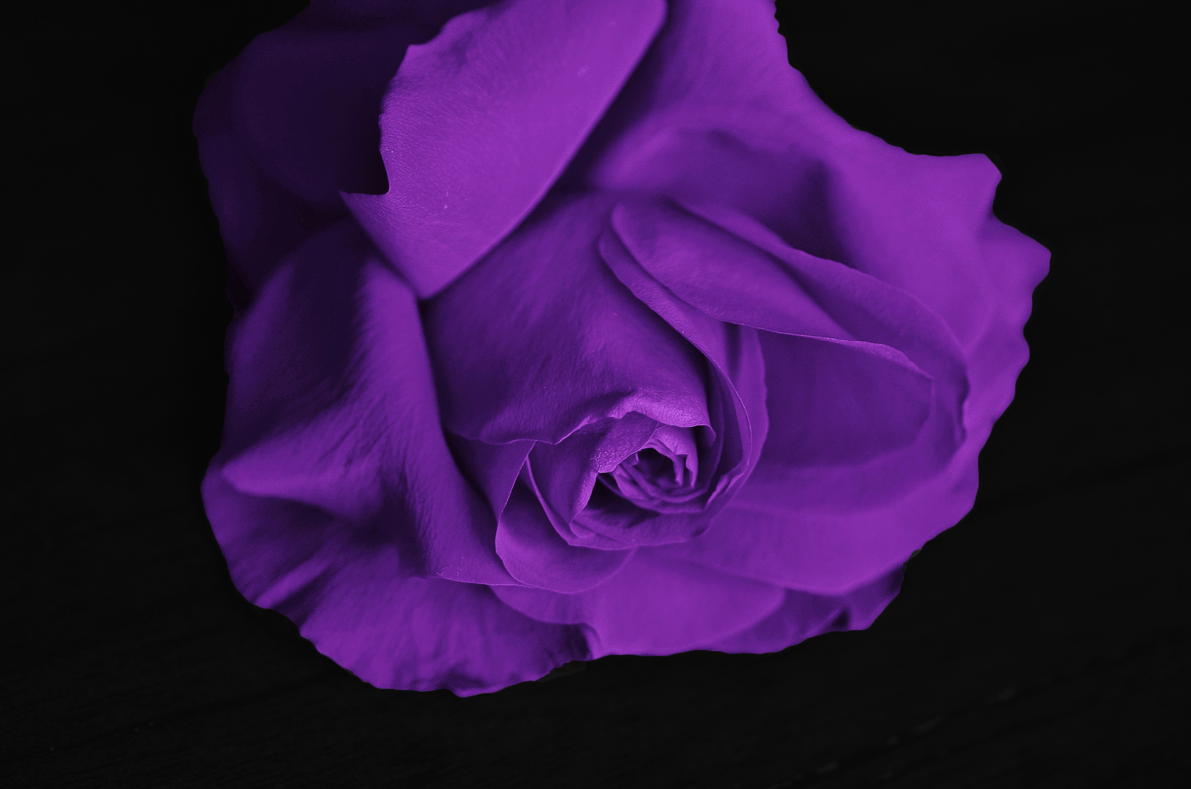 110364 download wallpaper rose flower, flowers, violet, rose, petals, bud, purple screensavers and pictures for free