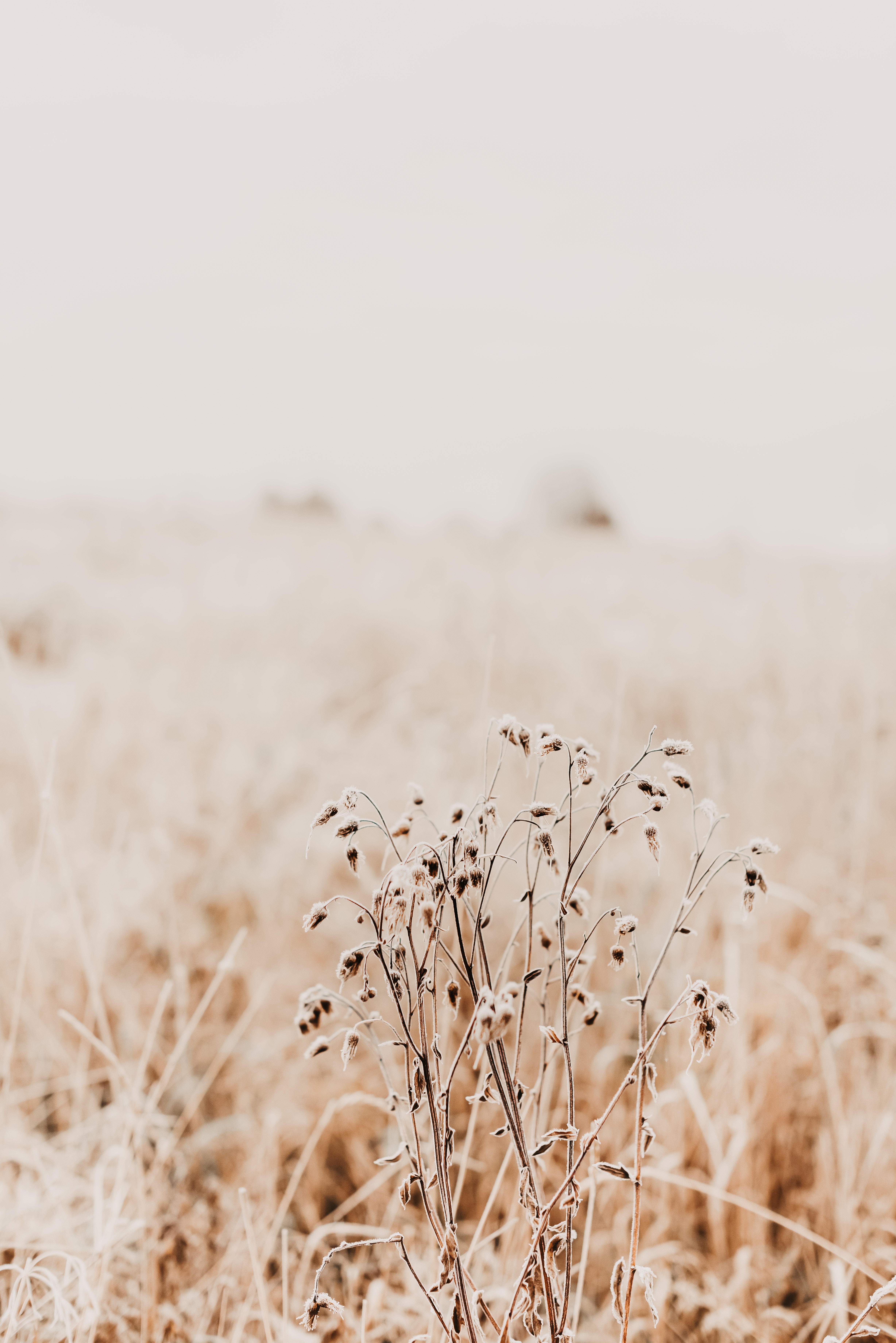 dry, nature, grass, plant HD wallpaper