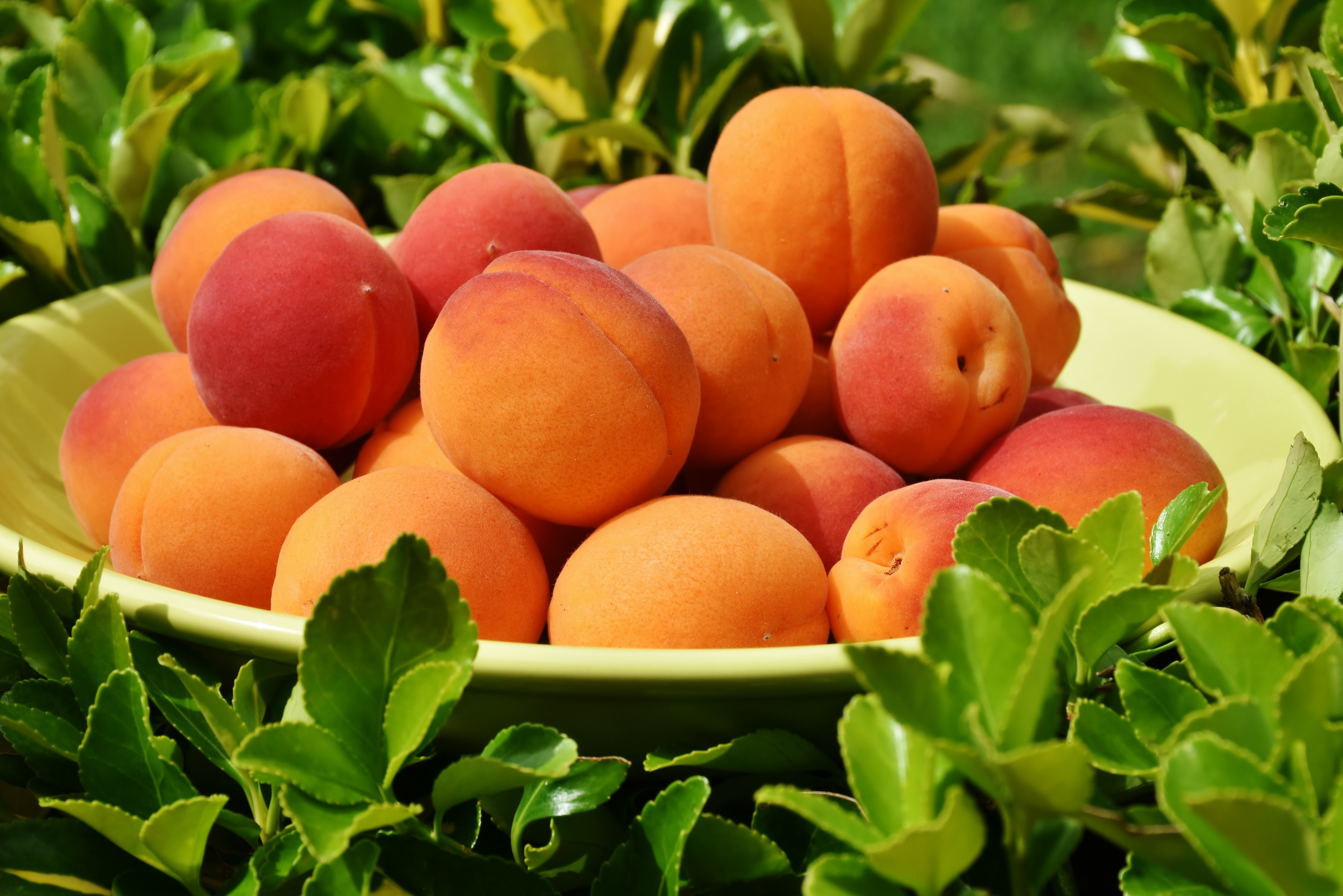 71356 download wallpaper fruits, food, leaves, plate, apricot screensavers and pictures for free