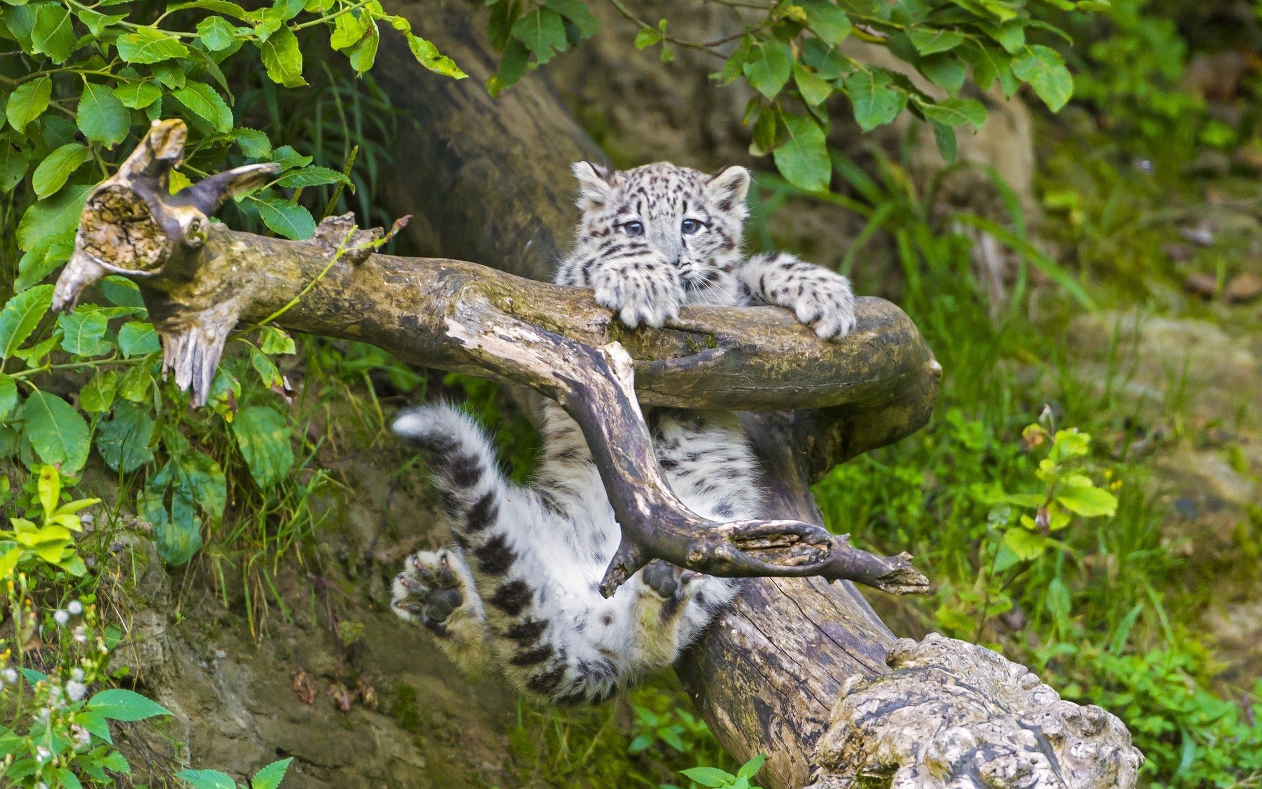 92770 download wallpaper snow leopard, animals, wood, young, tree, branch, joey screensavers and pictures for free