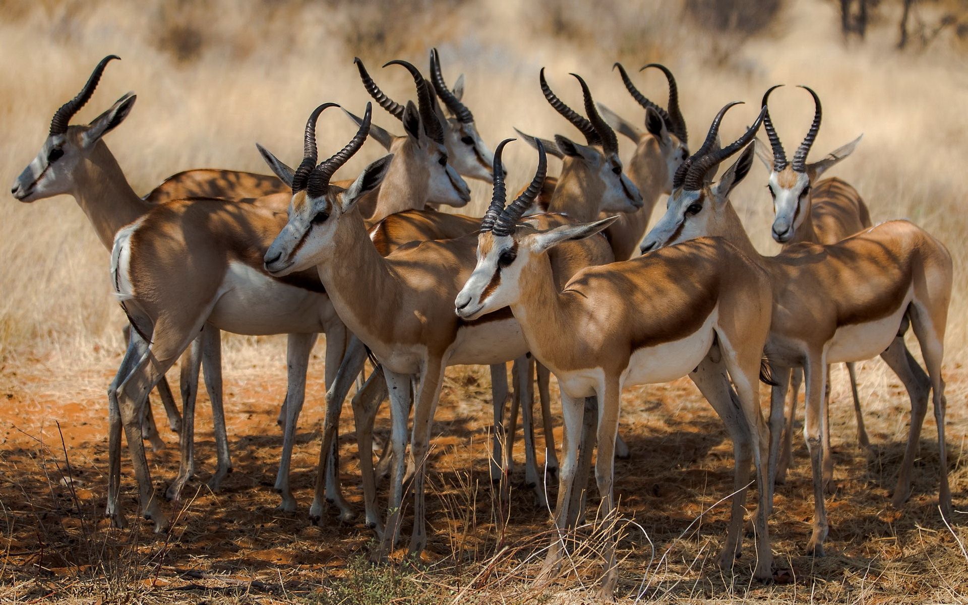 152945 Bildschirmschoner und Hintergrundbilder Antilope auf Ihrem Telefon. Laden Sie natur, afrika, tiere Bilder kostenlos herunter