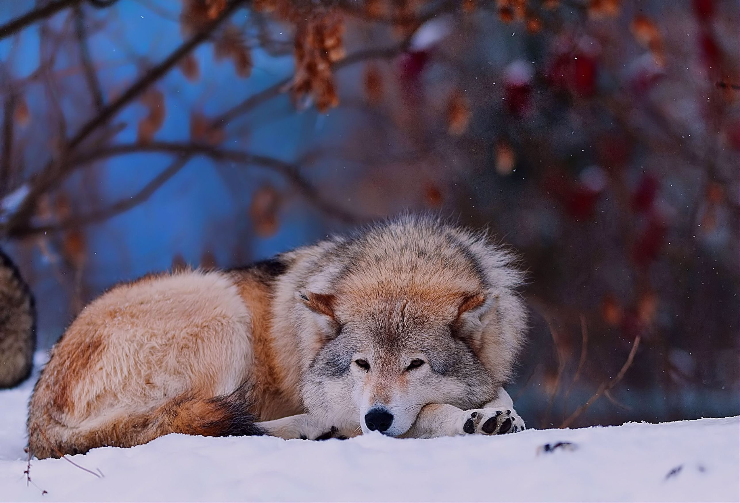 131701 Hintergrundbild herunterladen tiere, bäume, schnee, wald, sich hinlegen, liegen, wolf, kalt - Bildschirmschoner und Bilder kostenlos