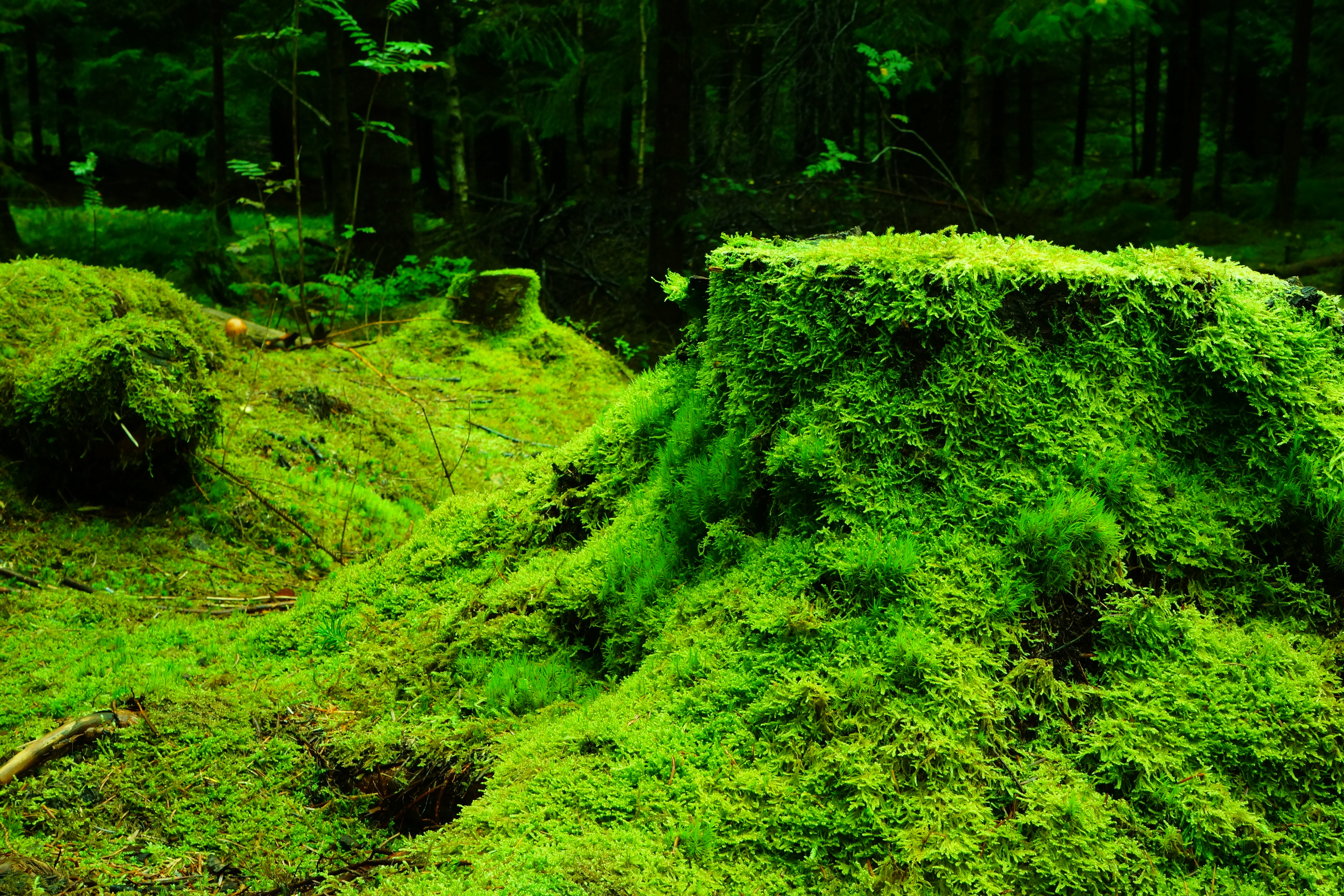 125197 Hintergrundbild herunterladen natur, grass, wald, moos, moss, stumpf - Bildschirmschoner und Bilder kostenlos
