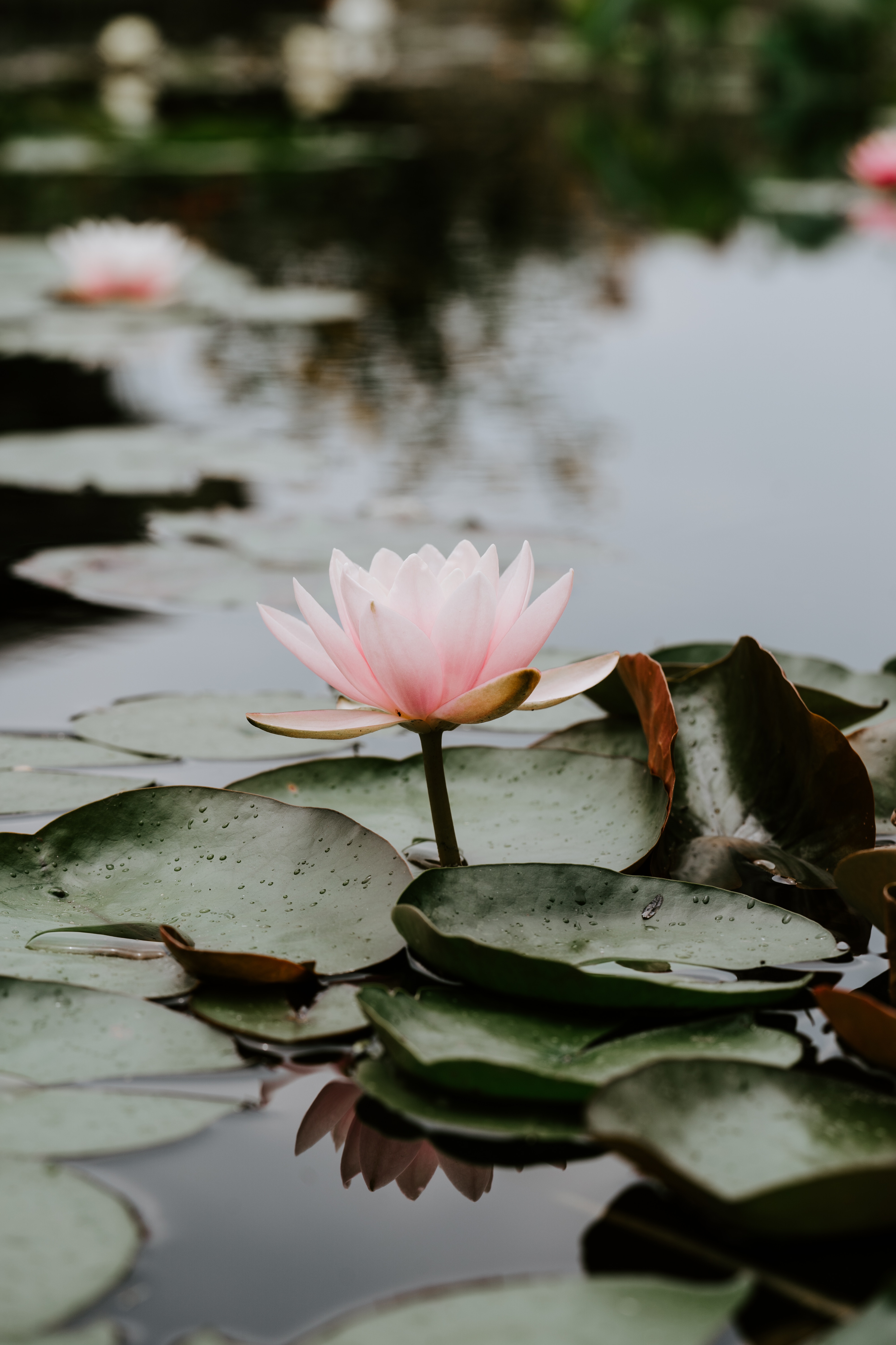Lotus water, leaves, flowers, drops Free Stock Photos