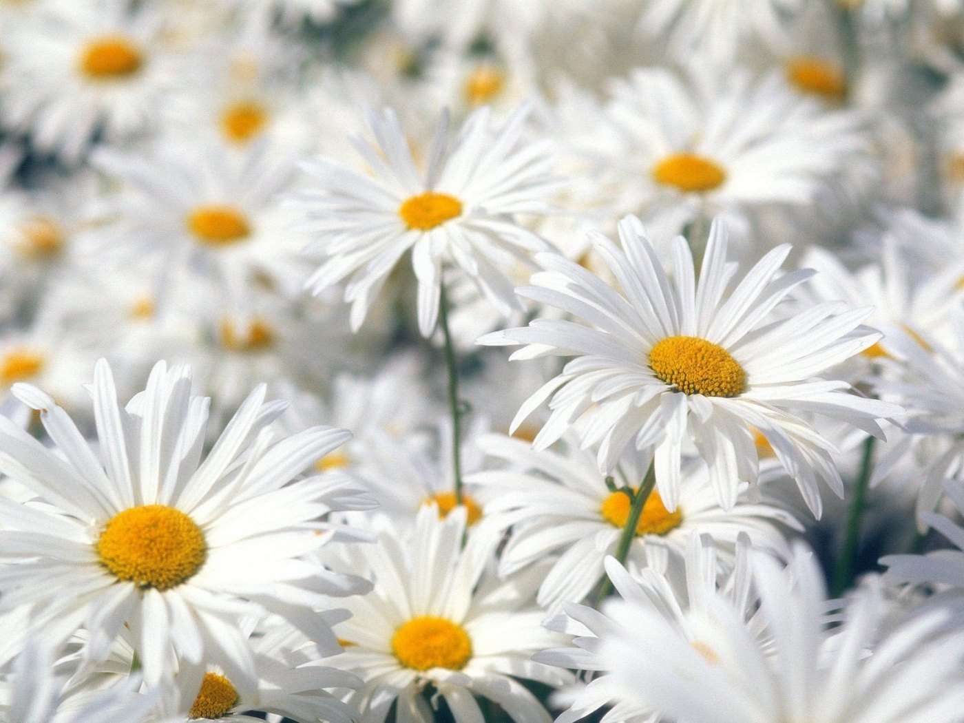 camomile, gray, flowers Lock Screen Images
