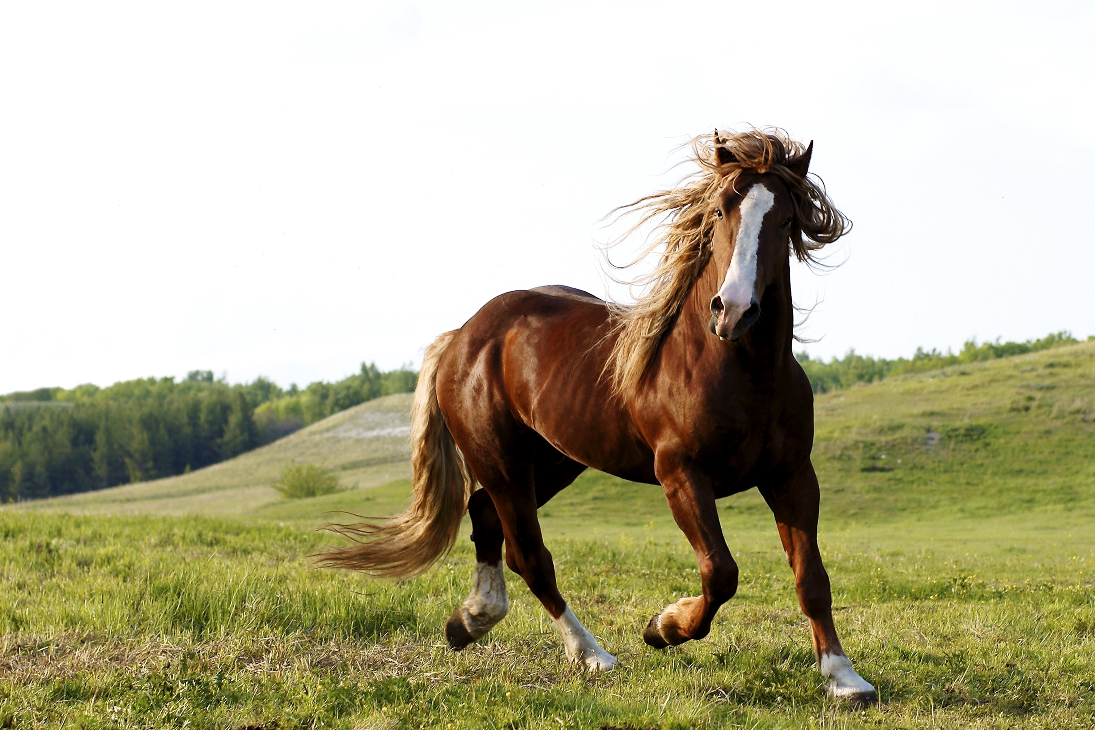 101482 Bild herunterladen tiere, grass, feld, pferd, weglaufen, ausführen - Hintergrundbilder und Bildschirmschoner kostenlos