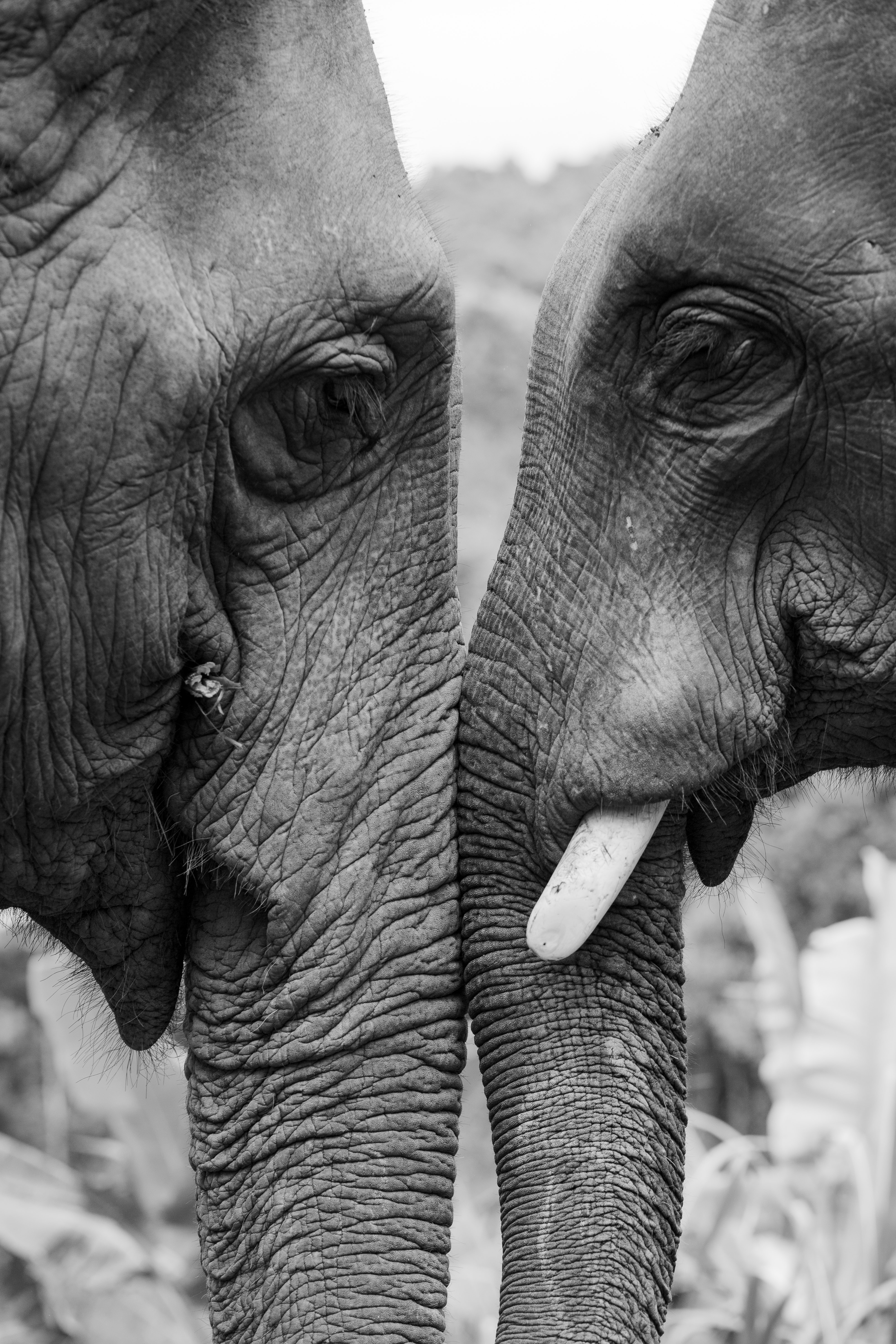 97726 Bildschirmschoner und Hintergrundbilder Elephants auf Ihrem Telefon. Laden Sie bw, liebe, chb, tiere Bilder kostenlos herunter