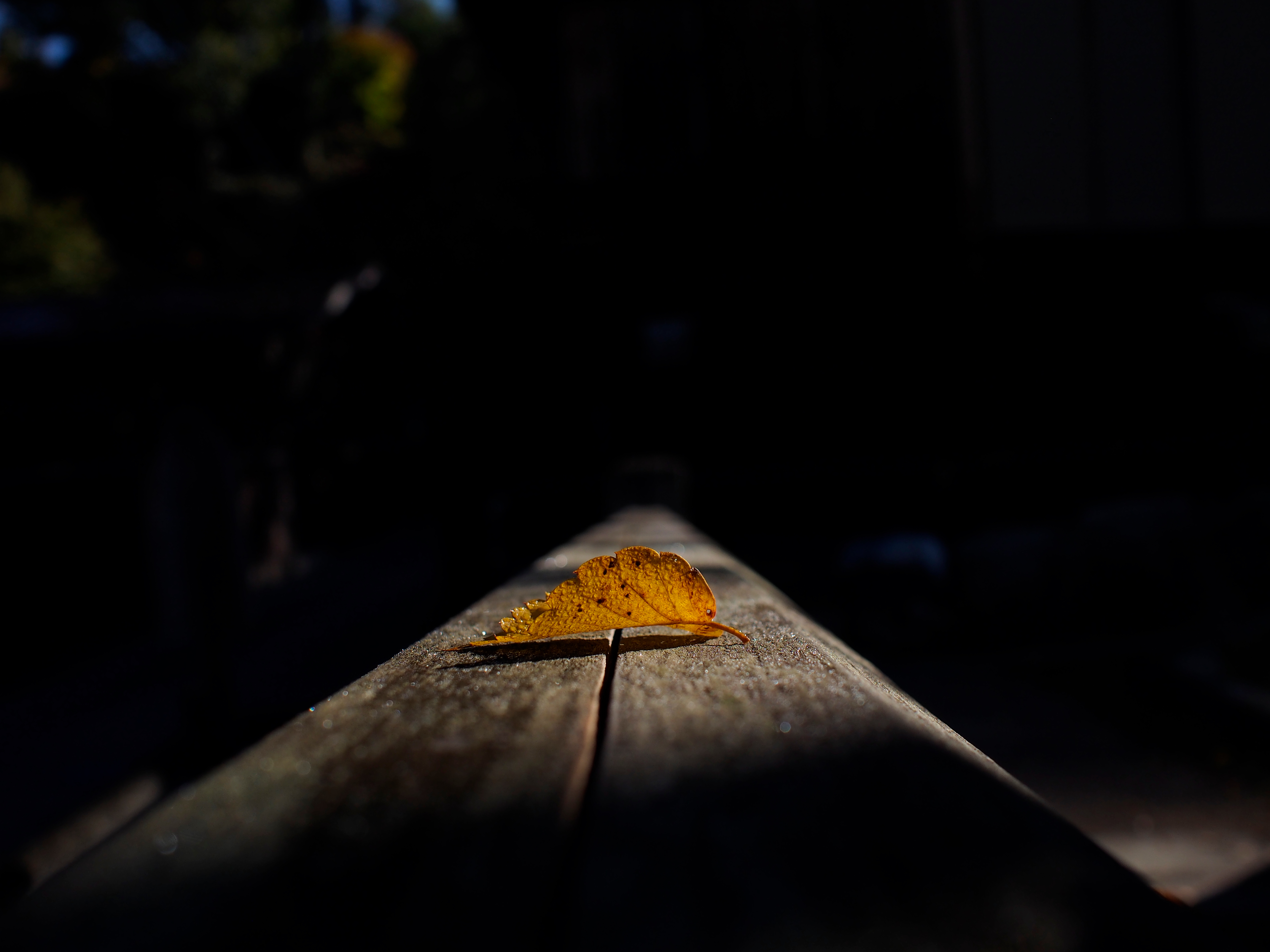 dark, shadow, autumn, leaf, sheet, macro Free Stock Photo