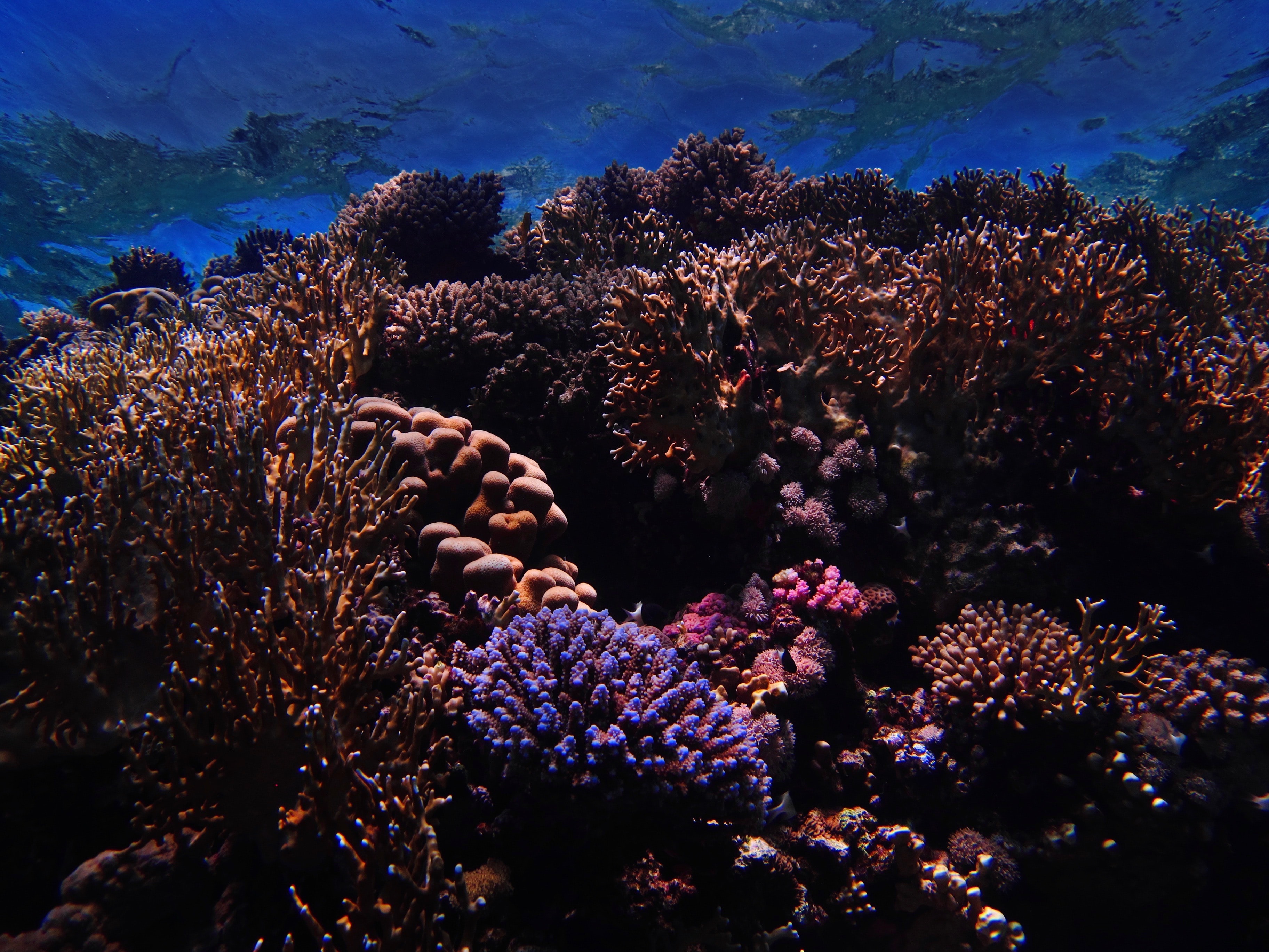 93017 Hintergrundbild herunterladen natur, koralle, unterwasserwelt, nautisch, maritim, riff, reef - Bildschirmschoner und Bilder kostenlos
