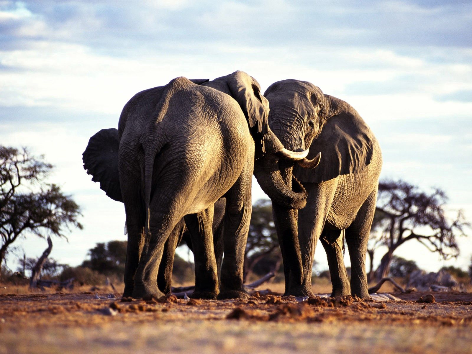 67478 Hintergrundbilder und Afrika Bilder auf dem Desktop. Laden Sie elephants, bäume, spaziergang, bummel Bildschirmschoner kostenlos auf den PC herunter