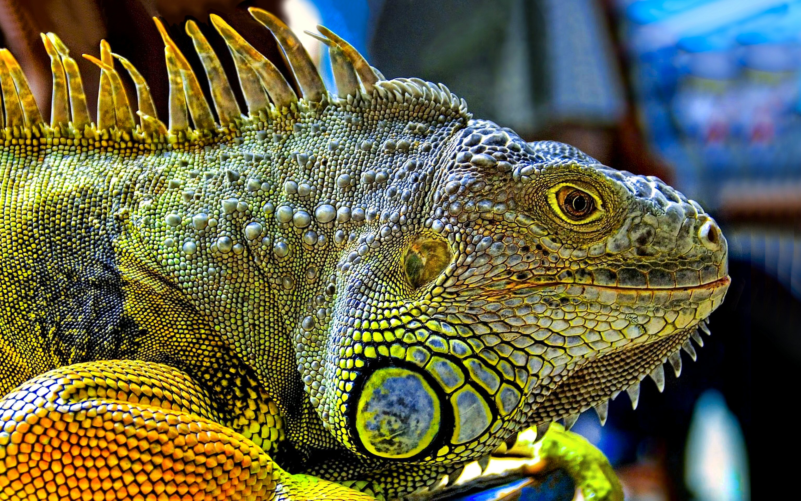 animal, iguana, colorful, lizard, reptiles download HD wallpaper