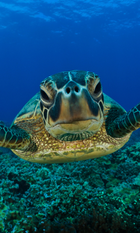 animal, sea turtle, turtle, turtles