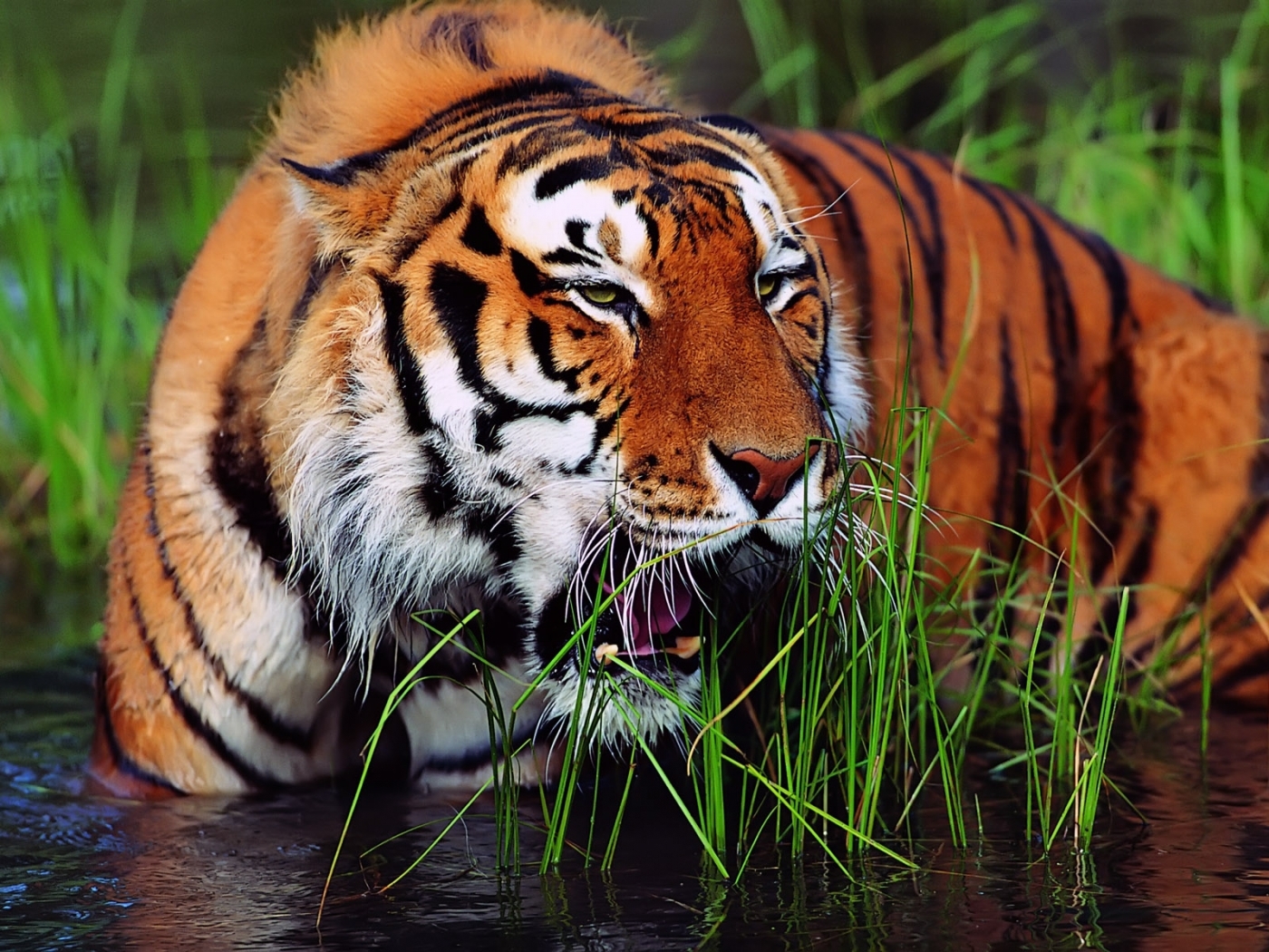 26481 télécharger le fond d'écran tigres, animaux - économiseurs d'écran et images gratuitement